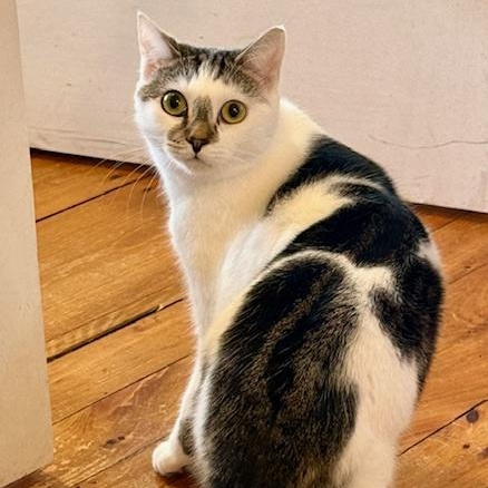 Enlarge Lacey, a Adoptable Domestic Short Hair in Wells, ME image 5/5