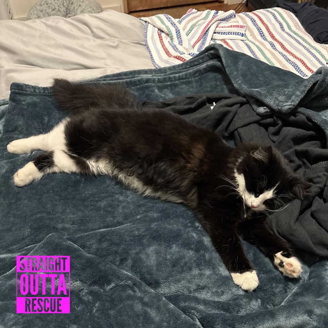 Enlarge Rain, a ADOPTABLE Domestic Long Hair in Vancouver, BC image 6/6