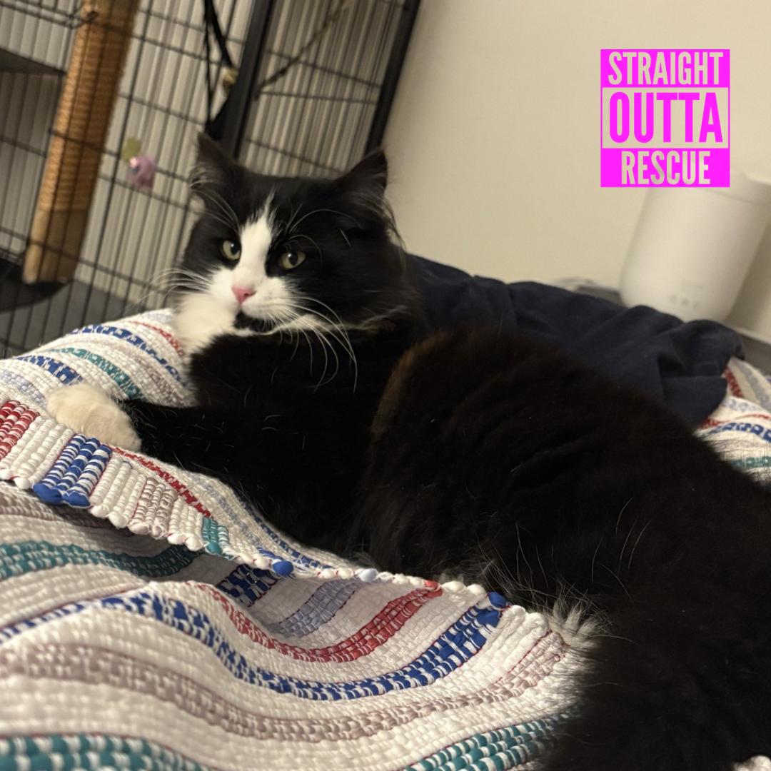 Enlarge Rain, a ADOPTABLE Domestic Long Hair in Vancouver, BC image 3/6
