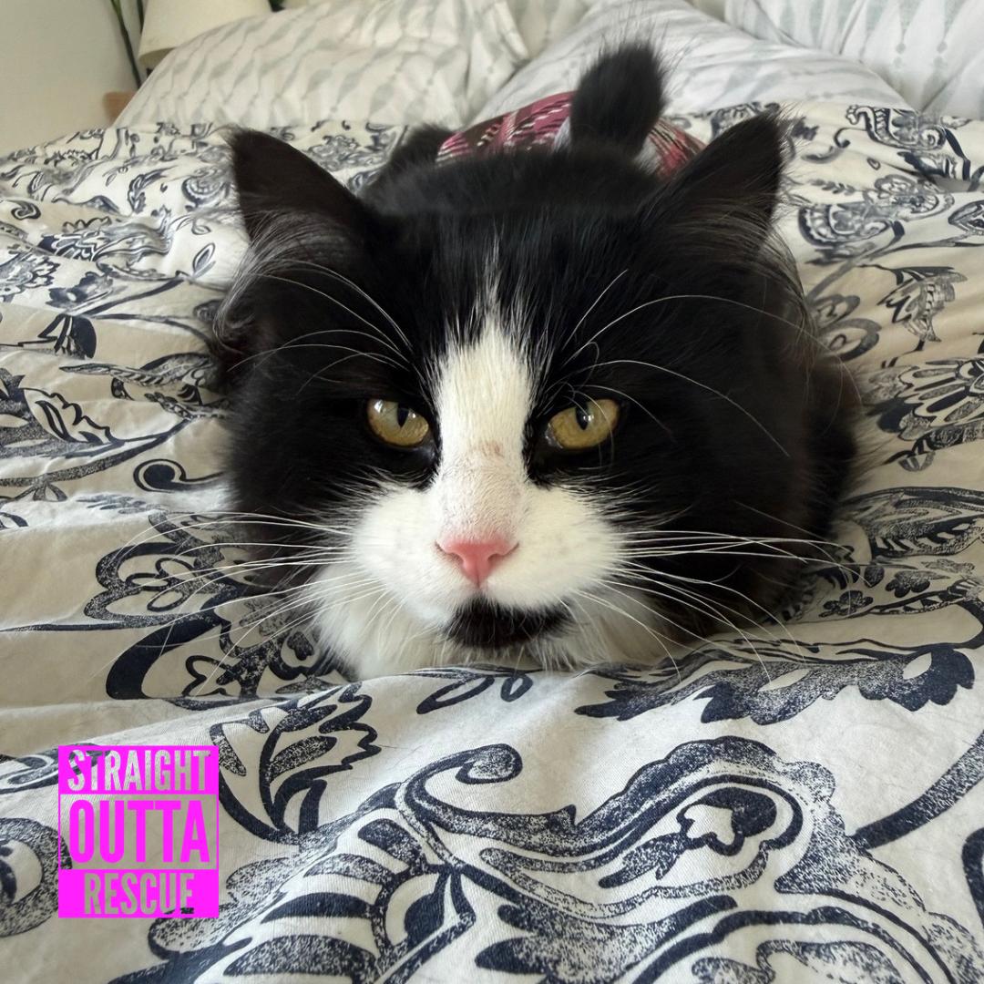 Enlarge Rain, a ADOPTABLE Domestic Long Hair in Vancouver, BC image 4/6