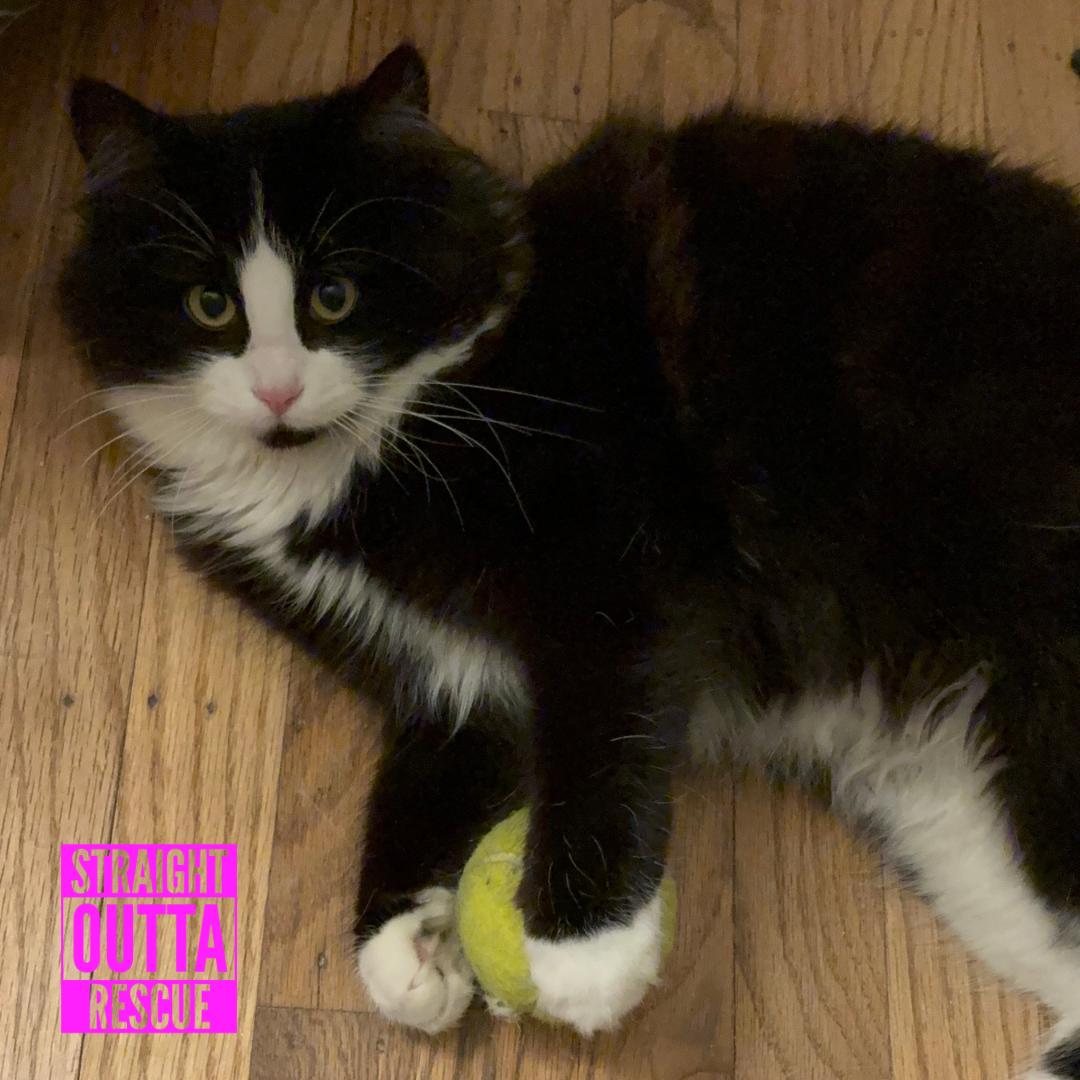 Enlarge Rain, a ADOPTABLE Domestic Long Hair in Vancouver, BC image 5/6