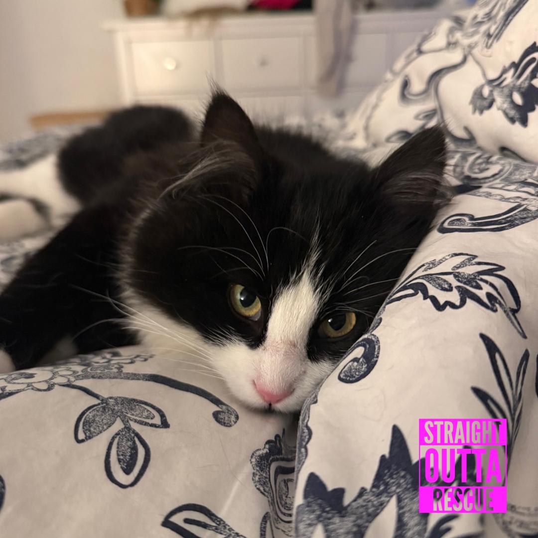 Rain, ADOPTABLE, Young Female Domestic Long Hair.