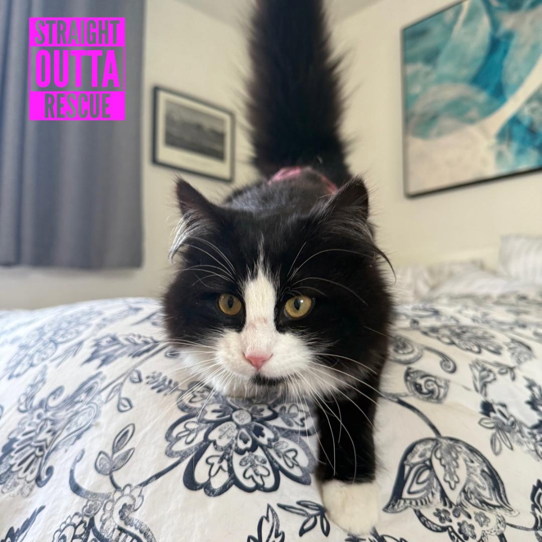 Enlarge Rain, a ADOPTABLE Domestic Long Hair in Vancouver, BC image 2/6