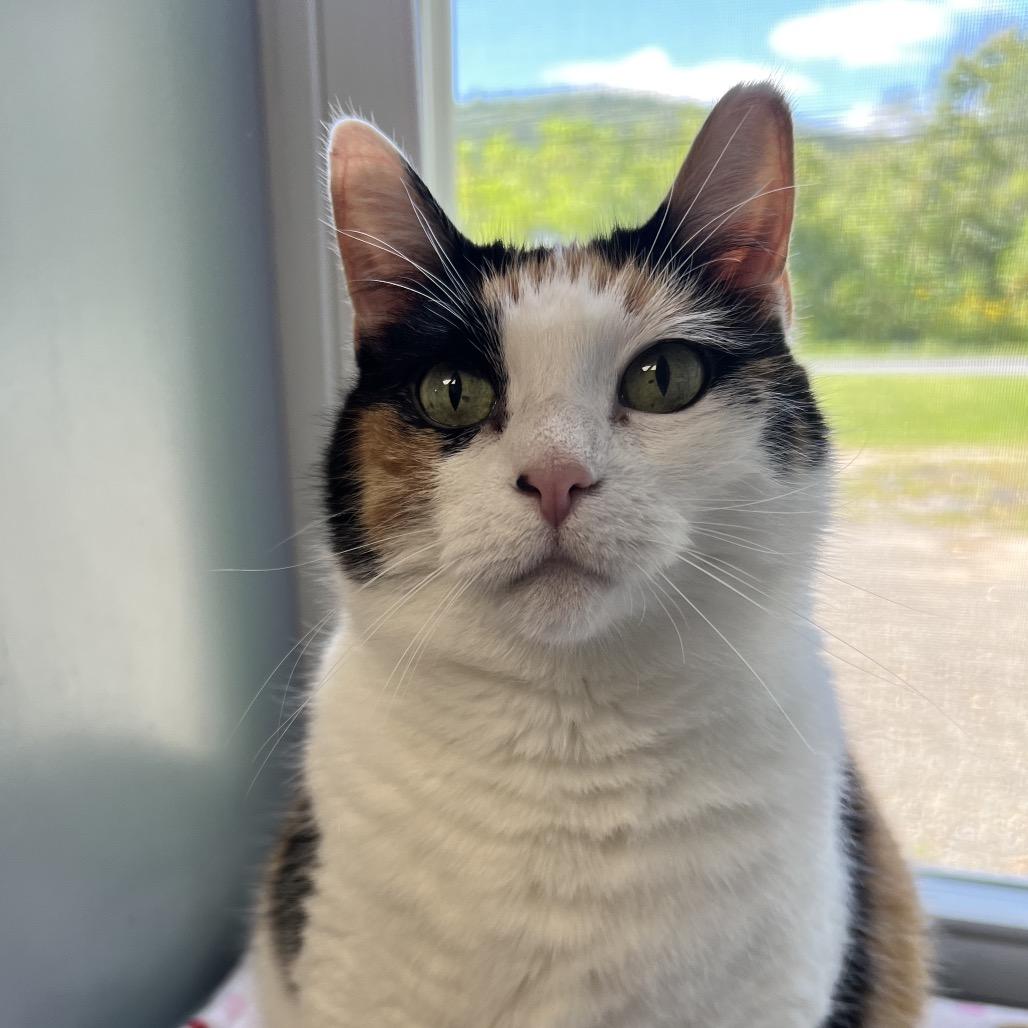 Kali, Adoptable, Senior Female Domestic Short Hair.