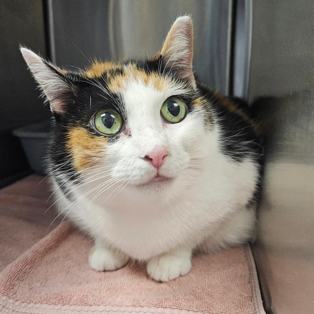 Enlarge Kali, a Adoptable Domestic Short Hair in Oneonta, NY image 2/6
