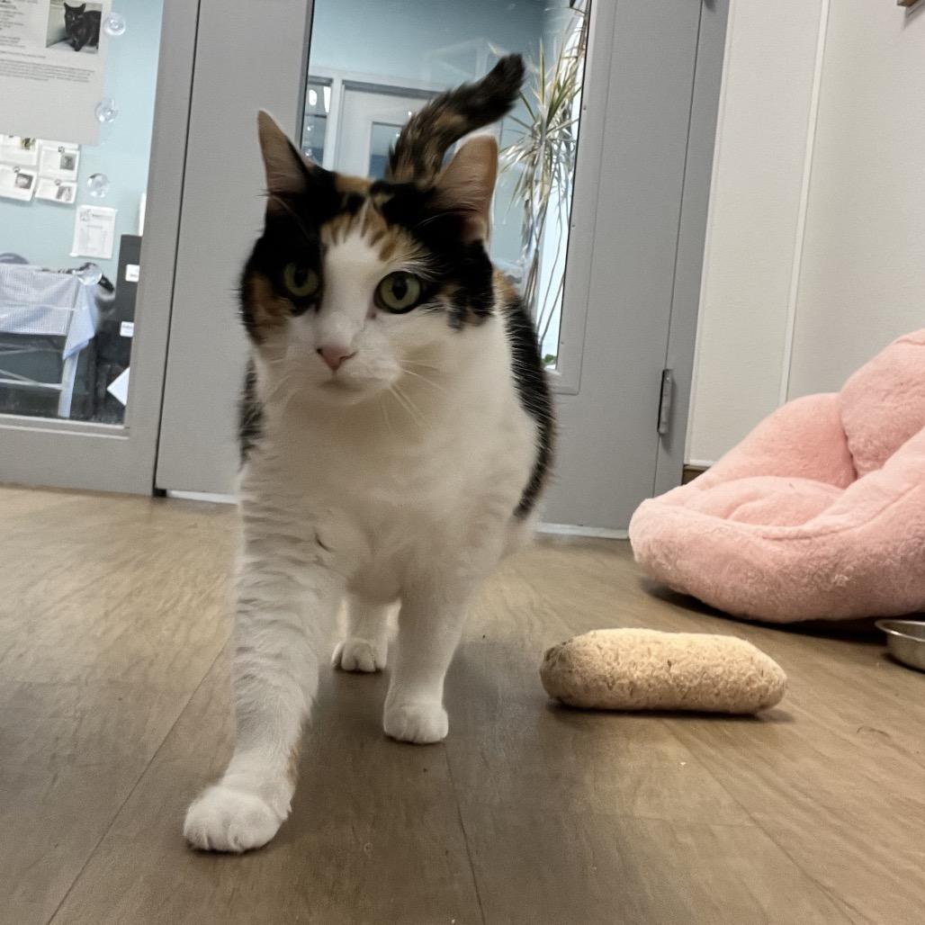 Enlarge Kali, a Adoptable Domestic Short Hair in Oneonta, NY image 3/6
