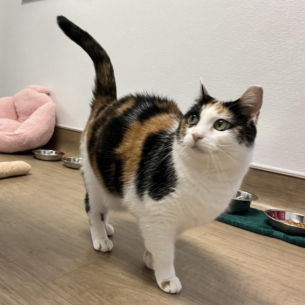 Enlarge Kali, a Adoptable Domestic Short Hair in Oneonta, NY image 4/6