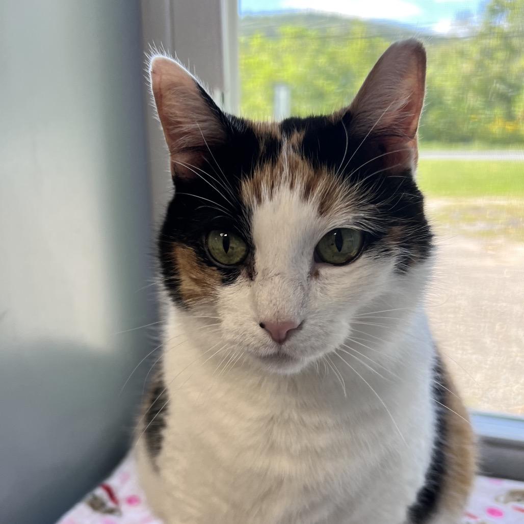 Enlarge Kali, a Adoptable Domestic Short Hair in Oneonta, NY image 5/6