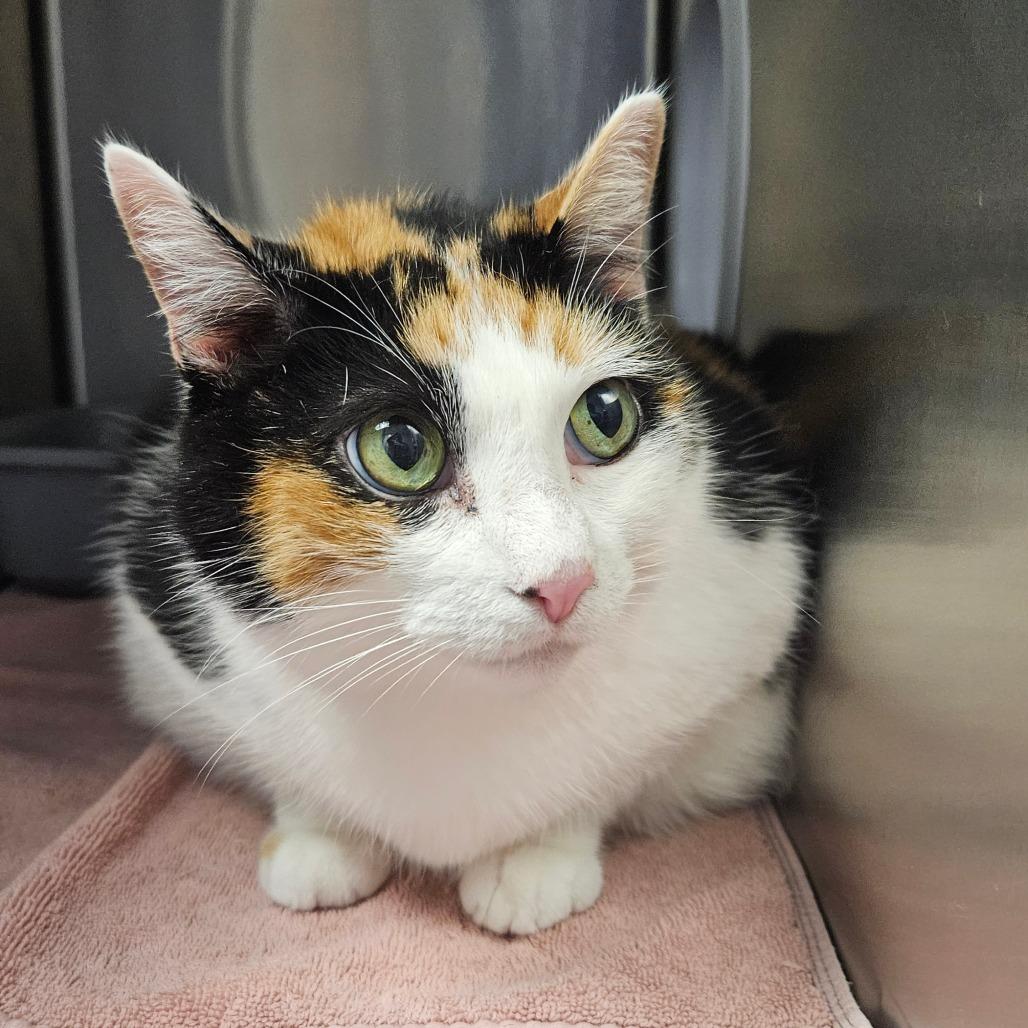 Enlarge Kali, a Adoptable Domestic Short Hair in Oneonta, NY image 6/6