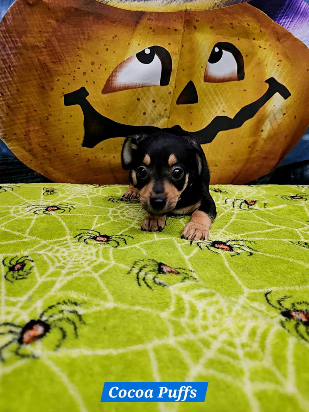 Cocoa Puffs, Adoptable, Young Male Rat Terrier.