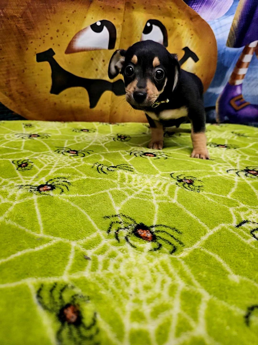 Cocoa Puffs, a Adoptable mixed breed in Metairie, LA image 2/2