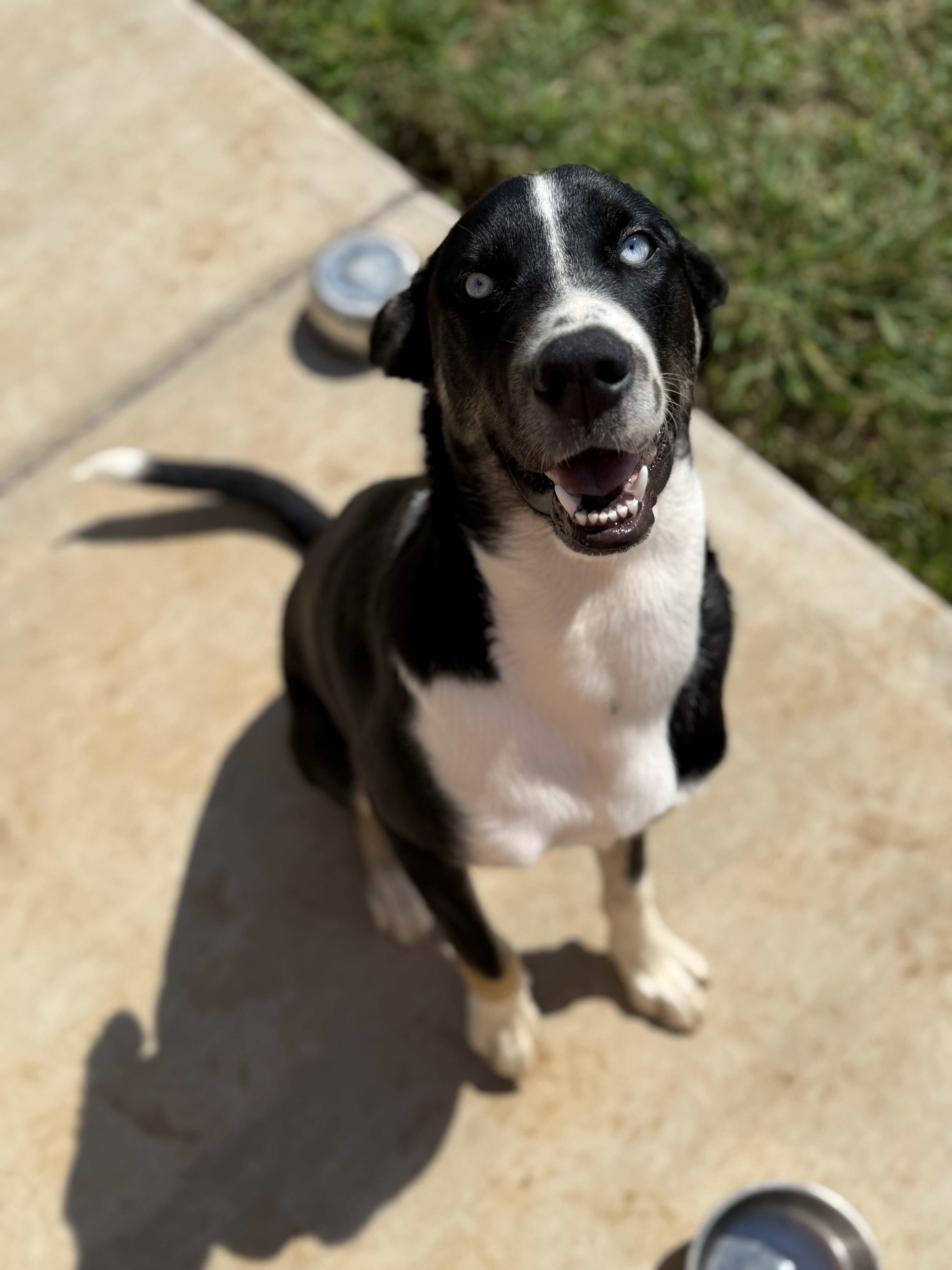 Enlarge Blue, a Adoptable mixed breed in Talbott, TN image 3/6