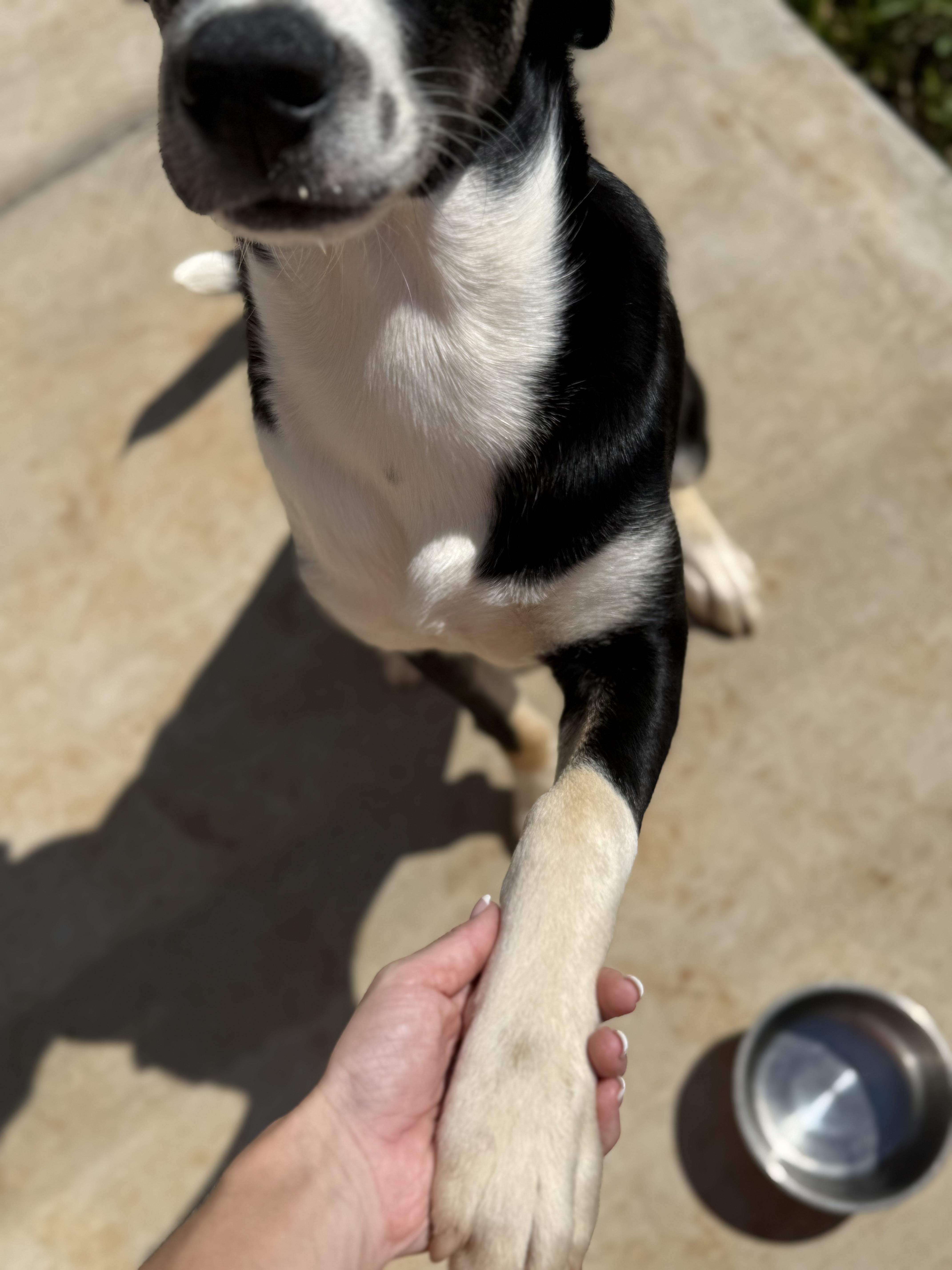 Enlarge Blue, a Adoptable mixed breed in Talbott, TN image 2/6
