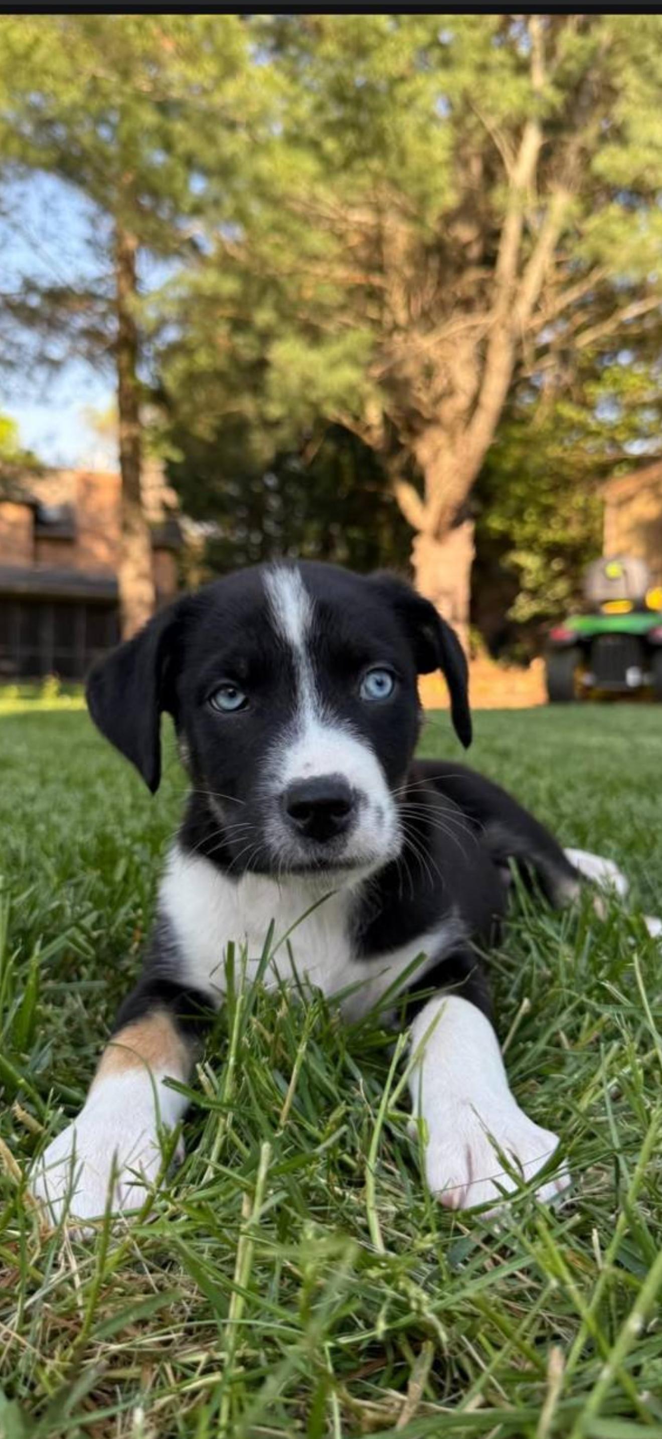 Enlarge Blue, a Adoptable mixed breed in Talbott, TN image 6/6
