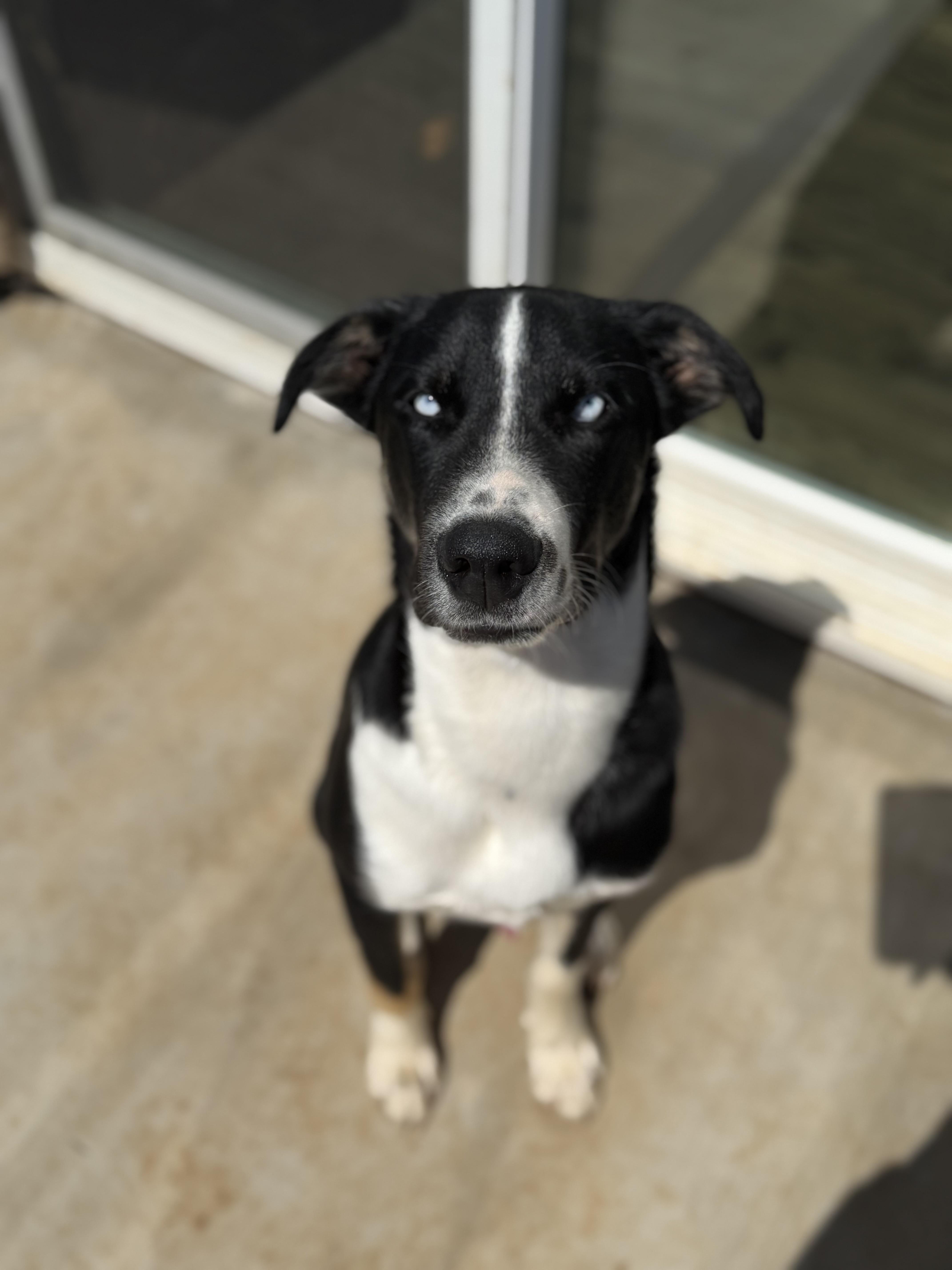 Enlarge Blue, a Adoptable mixed breed in Talbott, TN image 1/6