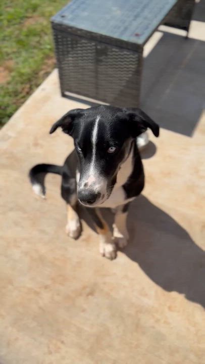 Enlarge Blue, a Adoptable mixed breed in Talbott, TN video 5/6