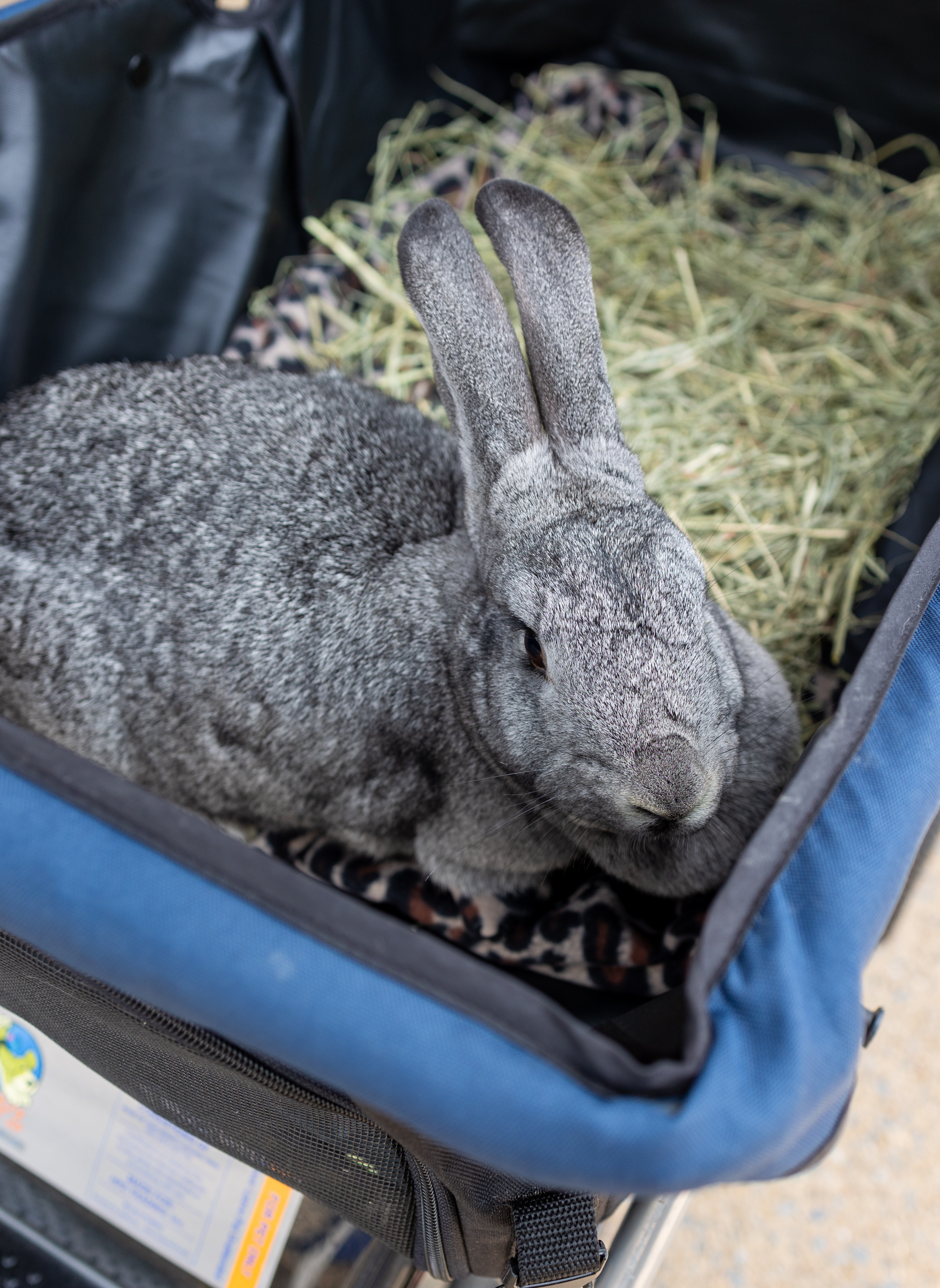 Enlarge Charlotte, a Adopted mixed breed in North Little Rock, AR image 2/6