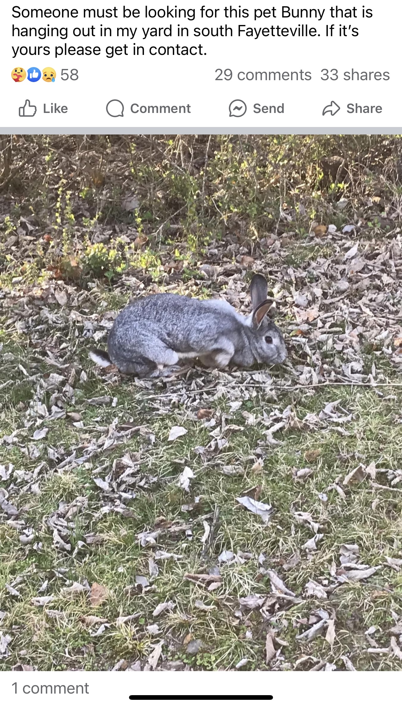 Enlarge Charlotte, a Adopted mixed breed in North Little Rock, AR image 6/6