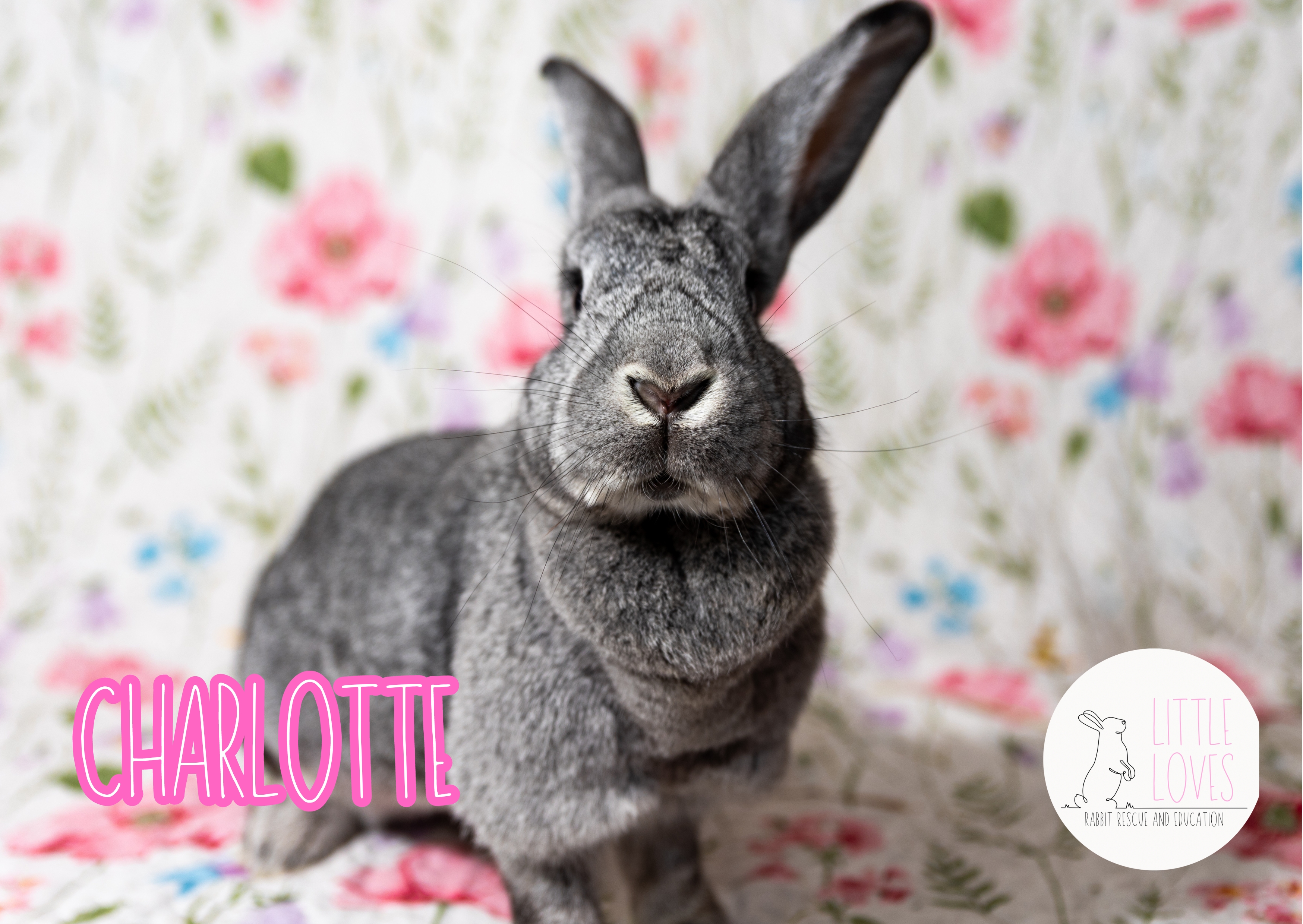 Enlarge Charlotte, a Adopted mixed breed in North Little Rock, AR image 3/6