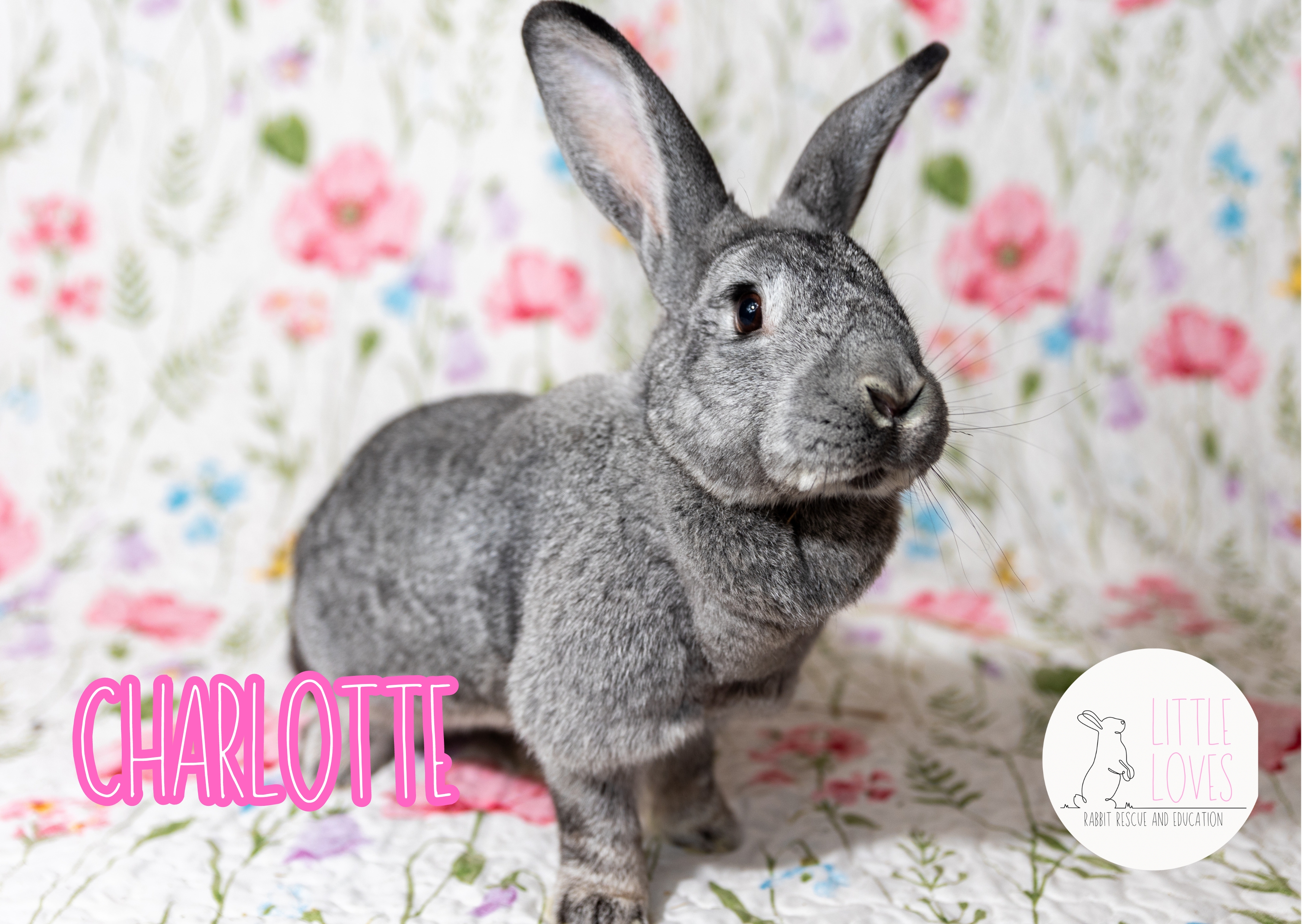 Enlarge Charlotte, a Adopted mixed breed in North Little Rock, AR image 1/6