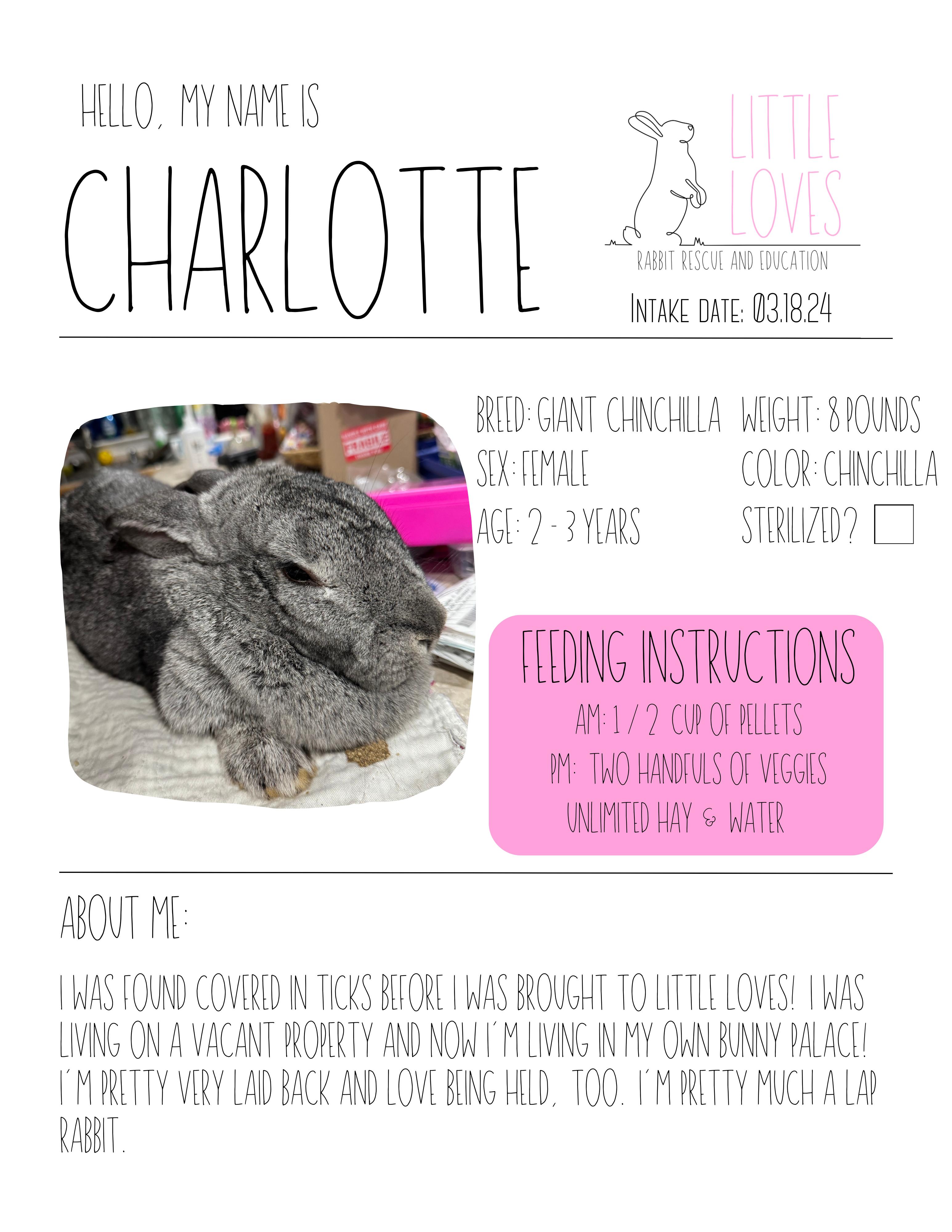 Enlarge Charlotte, a Adopted mixed breed in North Little Rock, AR image 4/6
