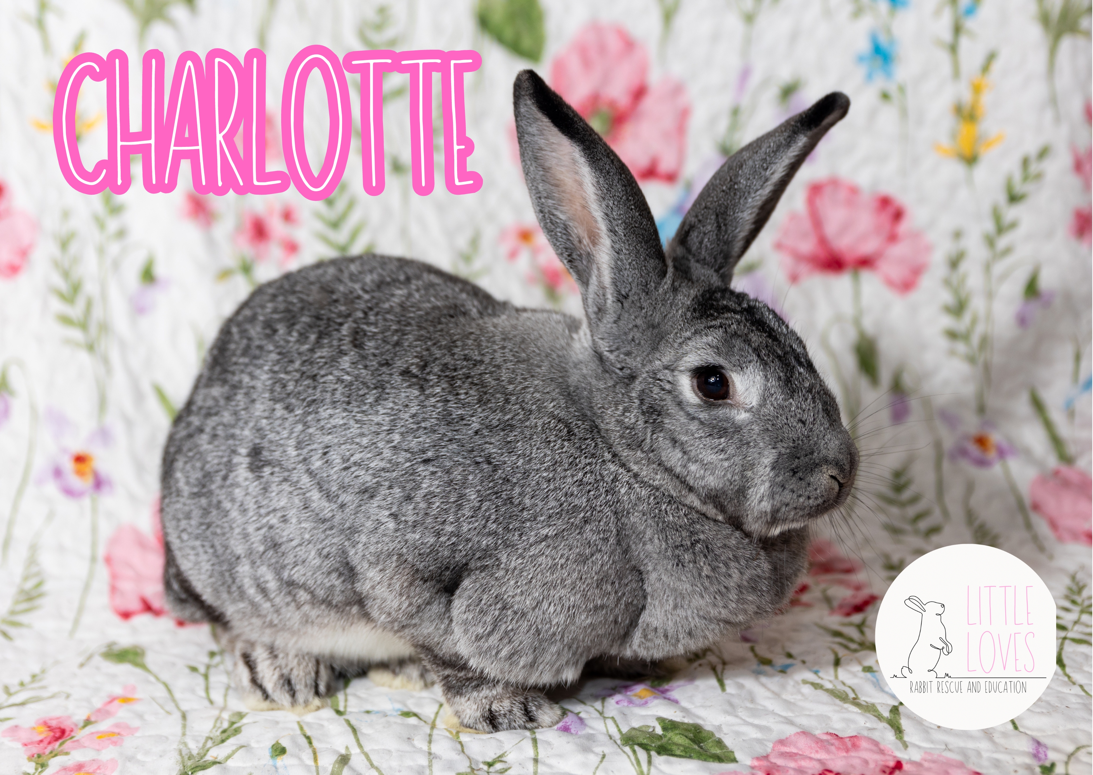 Enlarge Charlotte, a Adopted mixed breed in North Little Rock, AR image 5/6