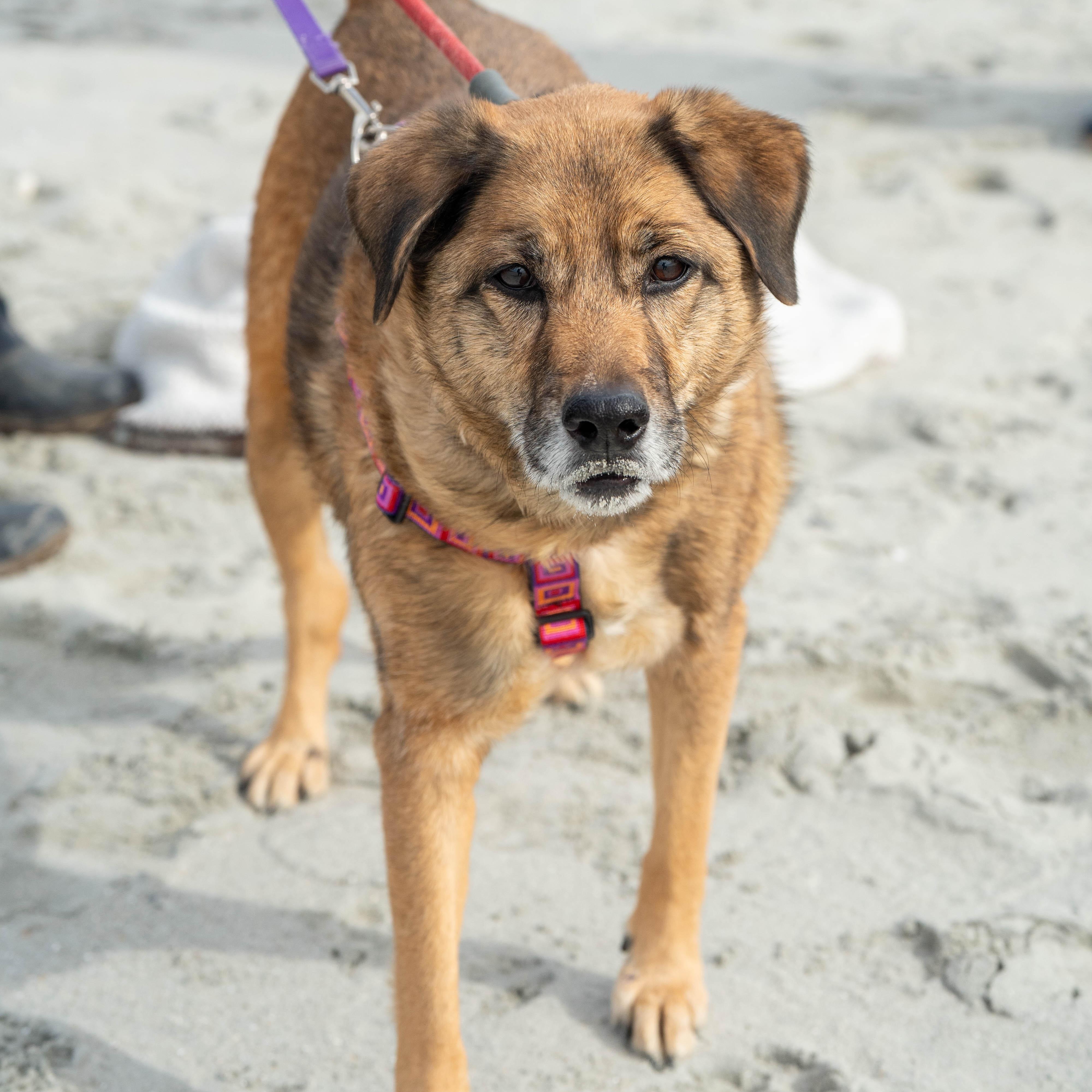 Enlarge Nala - 9 yo senior, a Adoptable Mixed Breed in Myrtle Beach, SC image 4/6