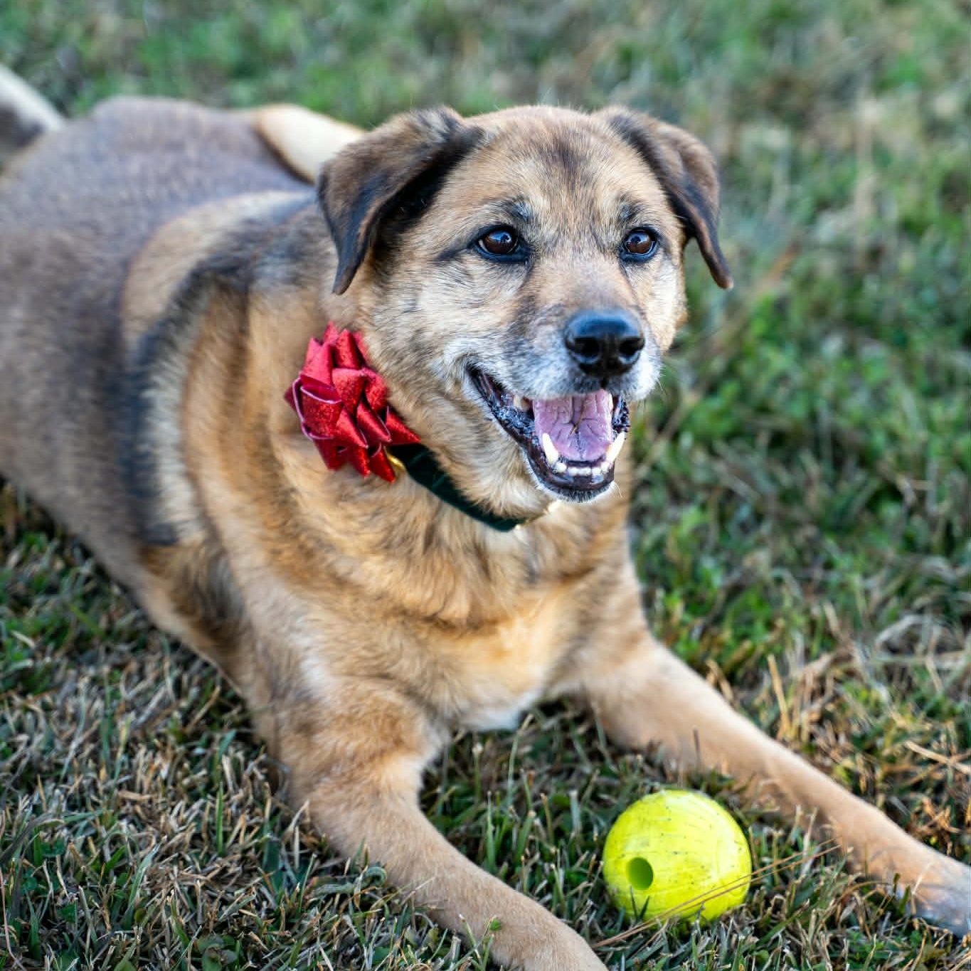 Enlarge Nala - 9 yo senior, a Adoptable Mixed Breed in Myrtle Beach, SC image 1/6