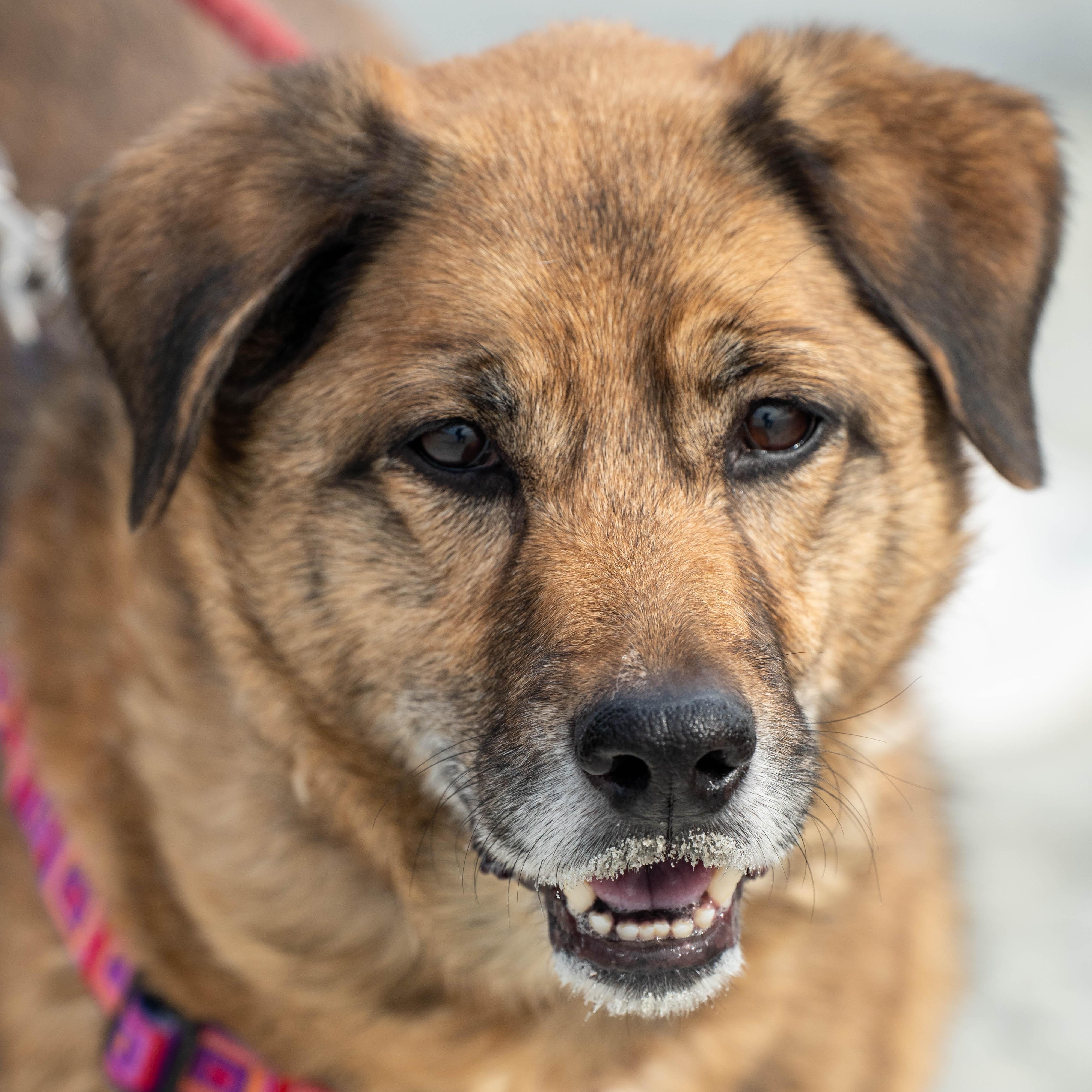 Enlarge Nala - 9 yo senior, a Adoptable Mixed Breed in Myrtle Beach, SC image 3/6
