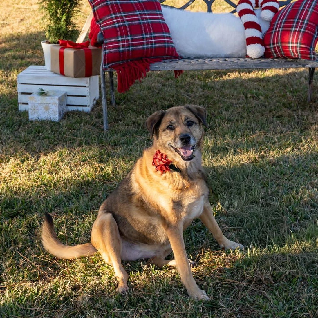 Enlarge Nala - 9 yo senior, a Adoptable Mixed Breed in Myrtle Beach, SC image 2/6