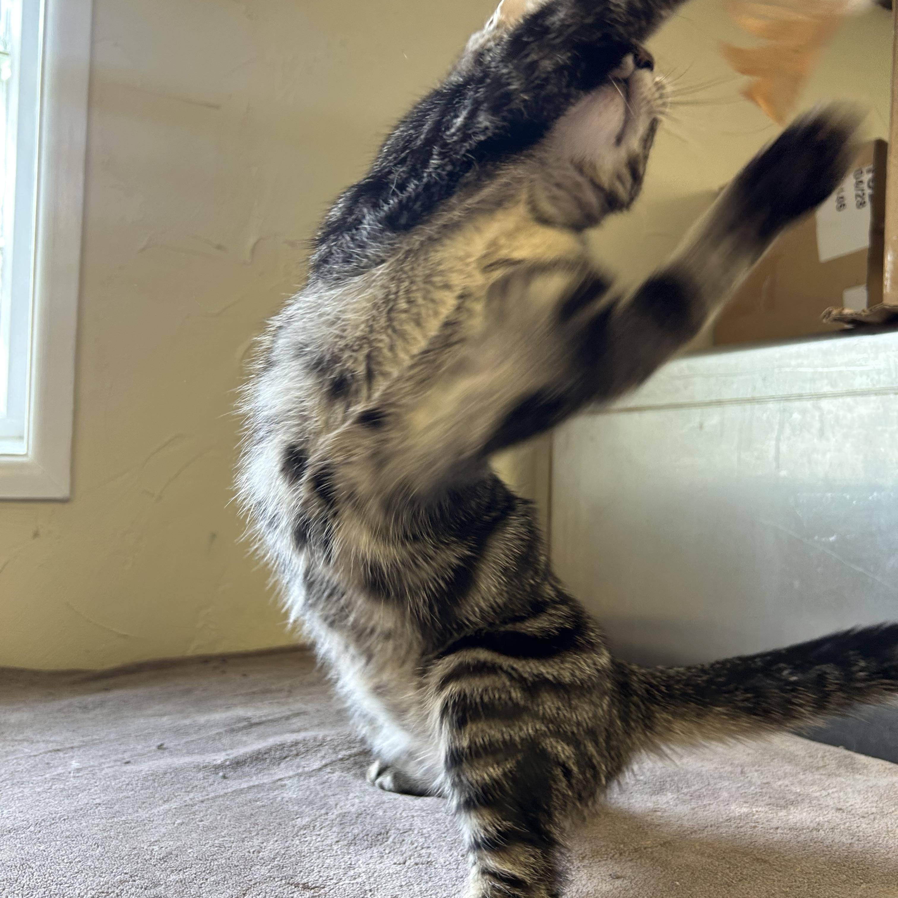 Enlarge Gecko, an adopted Domestic Short Hair in Toledo, OH image 3/3