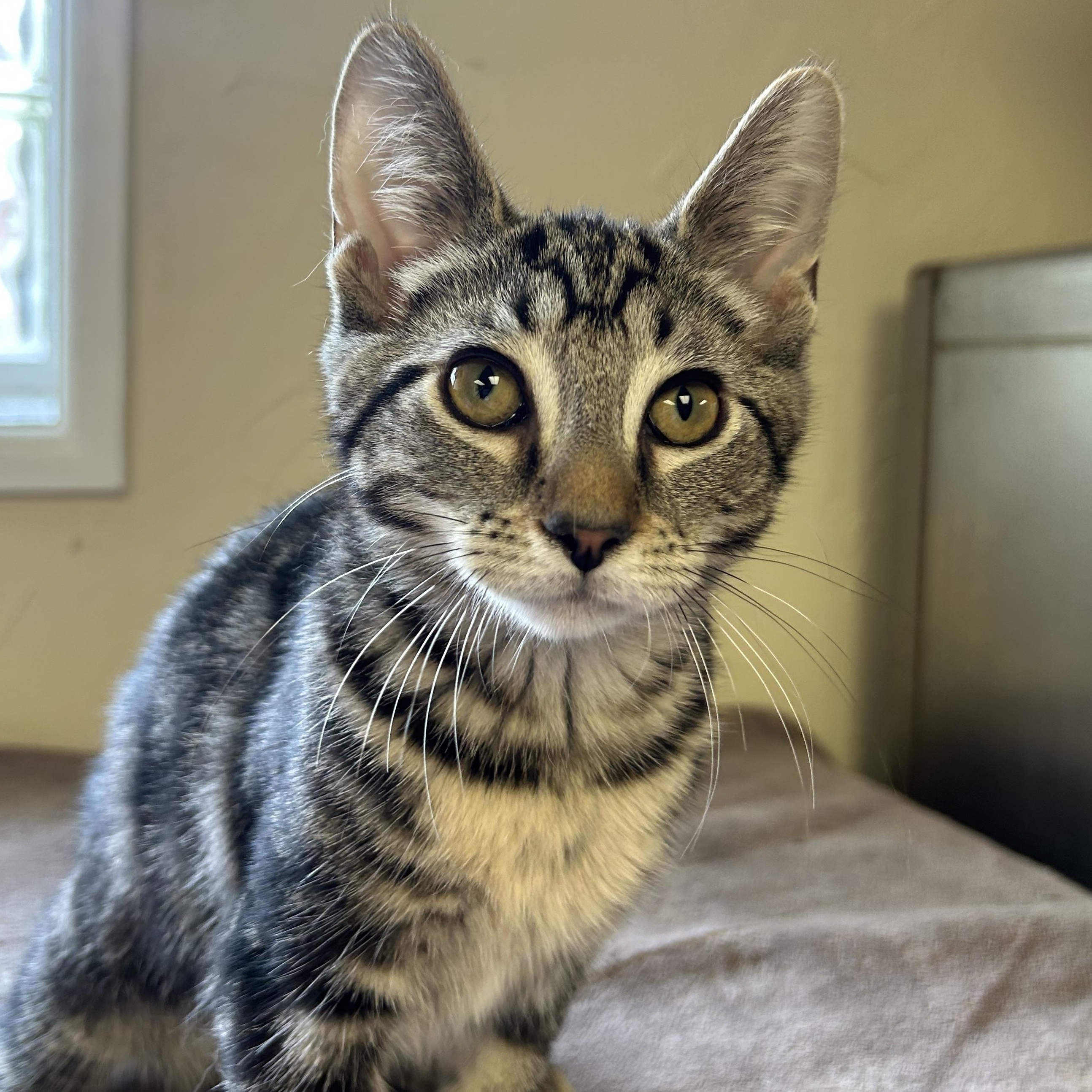 Enlarge Gecko, an adopted Domestic Short Hair in Toledo, OH image 1/3