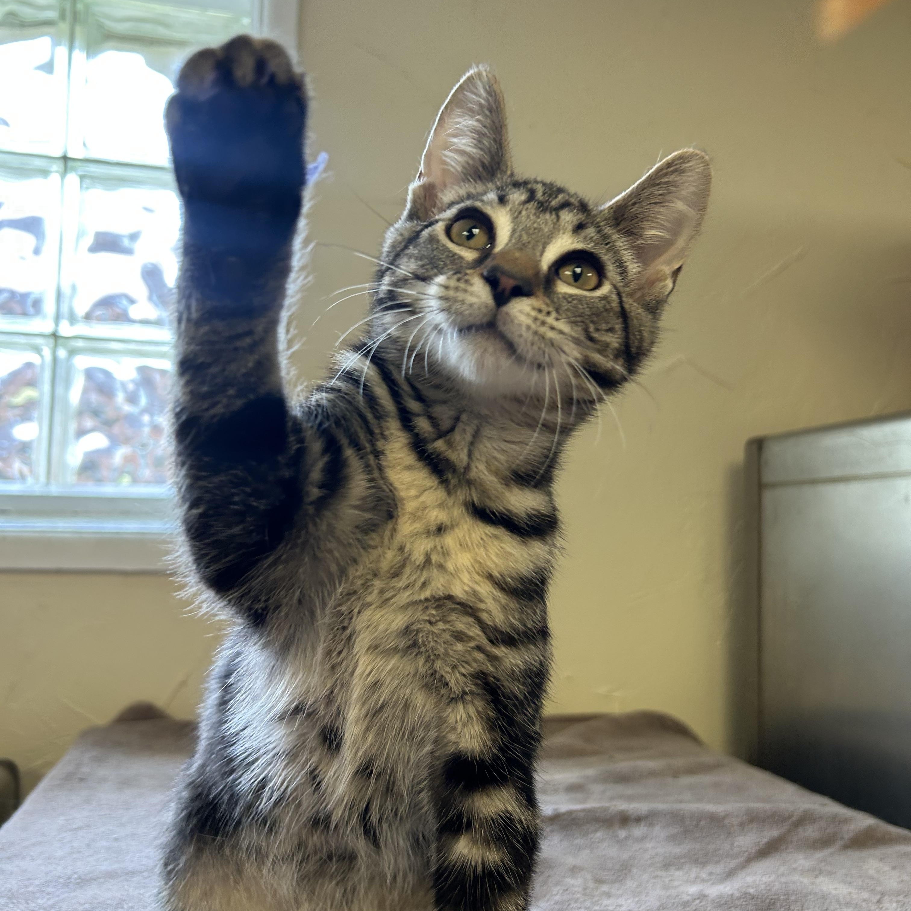 Enlarge Gecko, an adopted Domestic Short Hair in Toledo, OH image 2/3