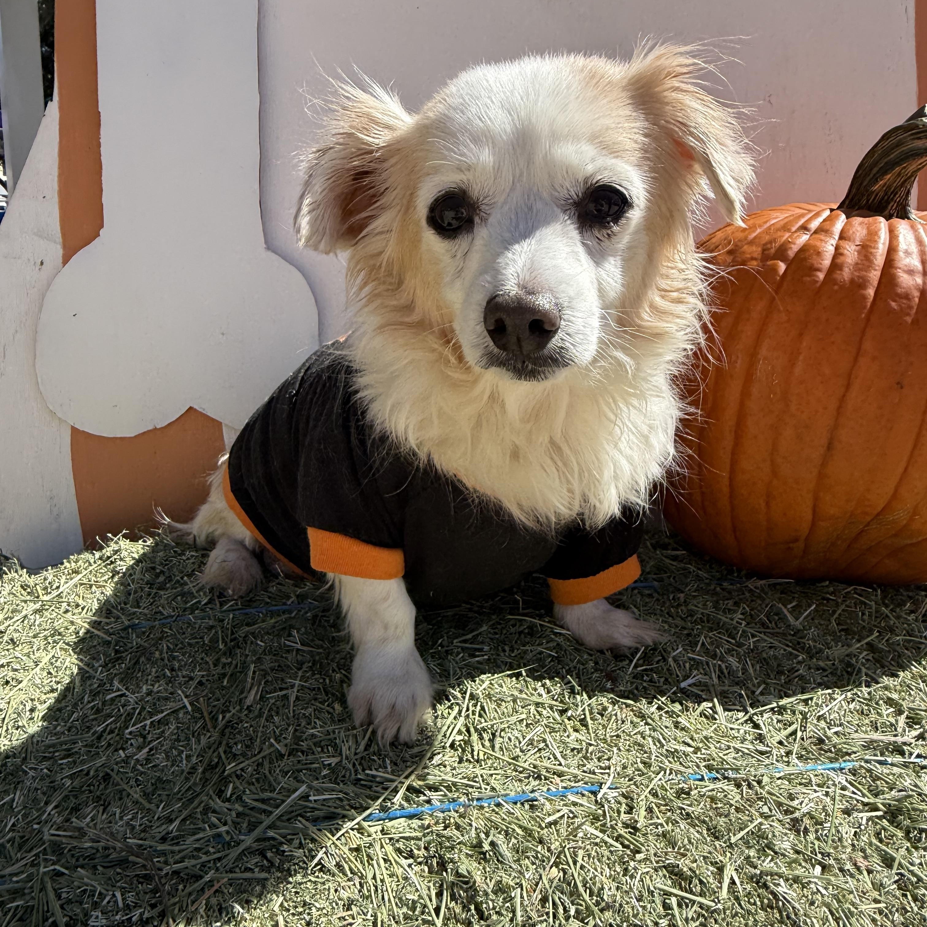 Enlarge Rusty, a Adoptable mixed breed in Olympia, WA image 2/3