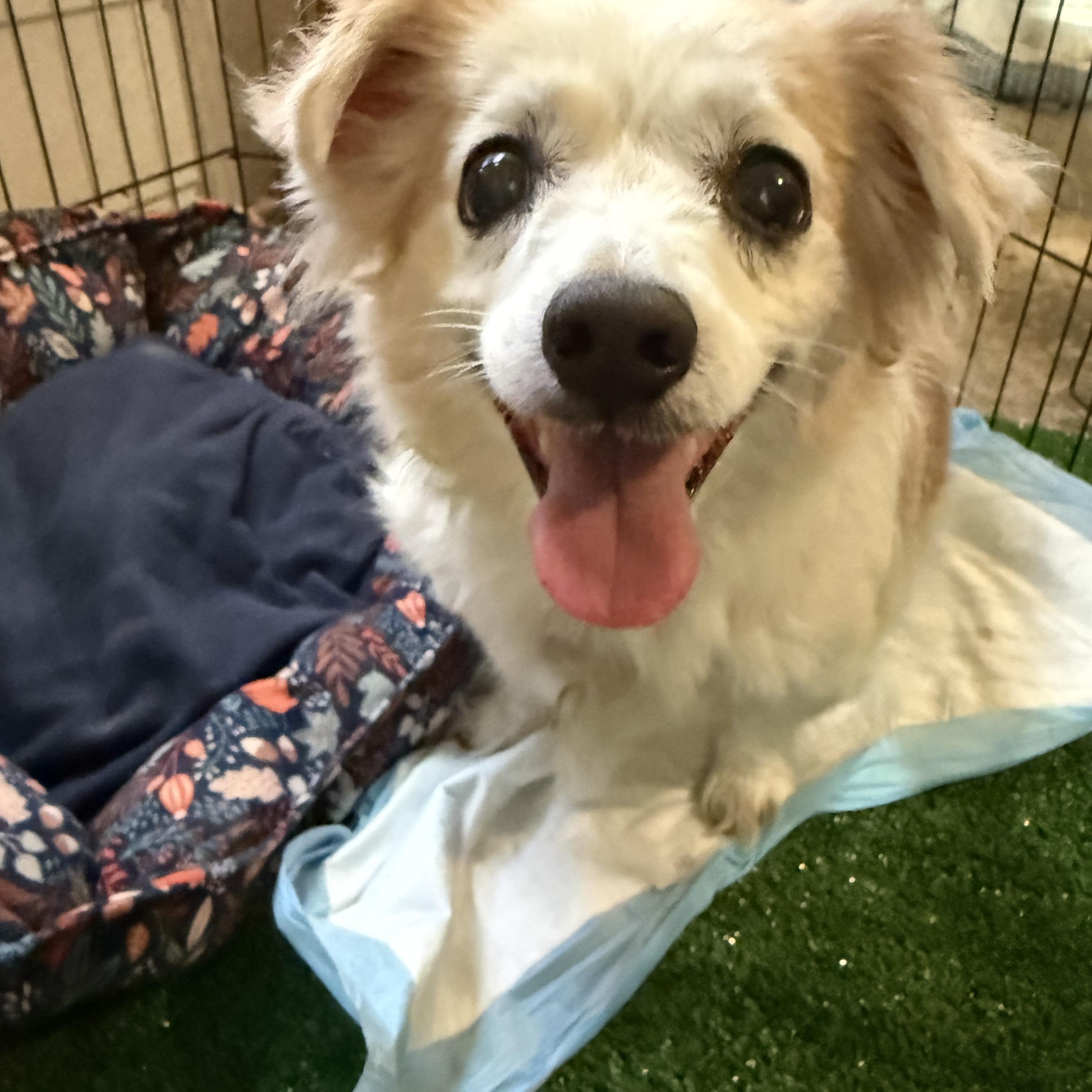 Rusty, Adoptable, Senior Male Chihuahua & Corgi.