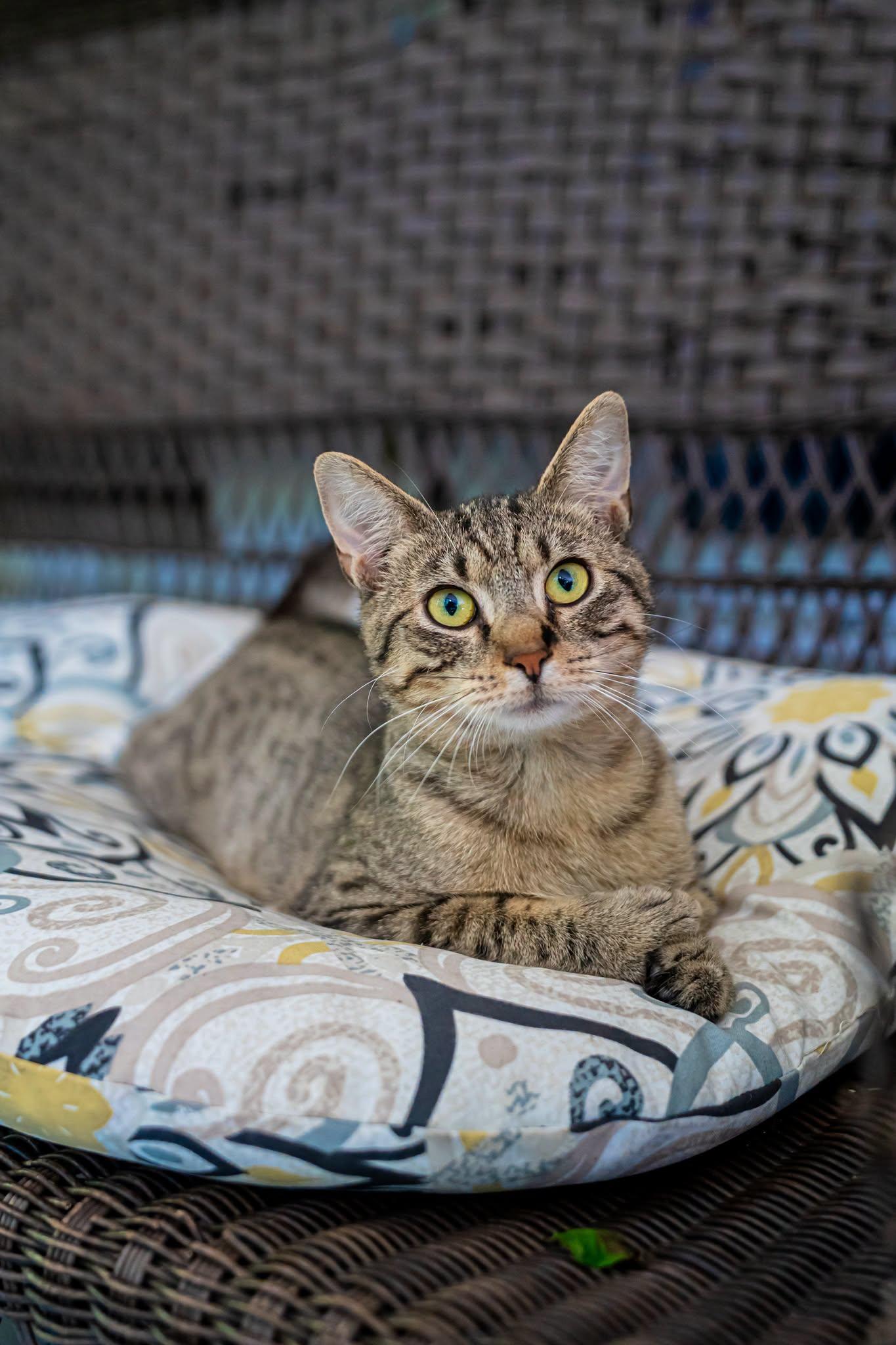 Moon Moon, an adopted Domestic Short Hair in Dellslow, WV image 1/4