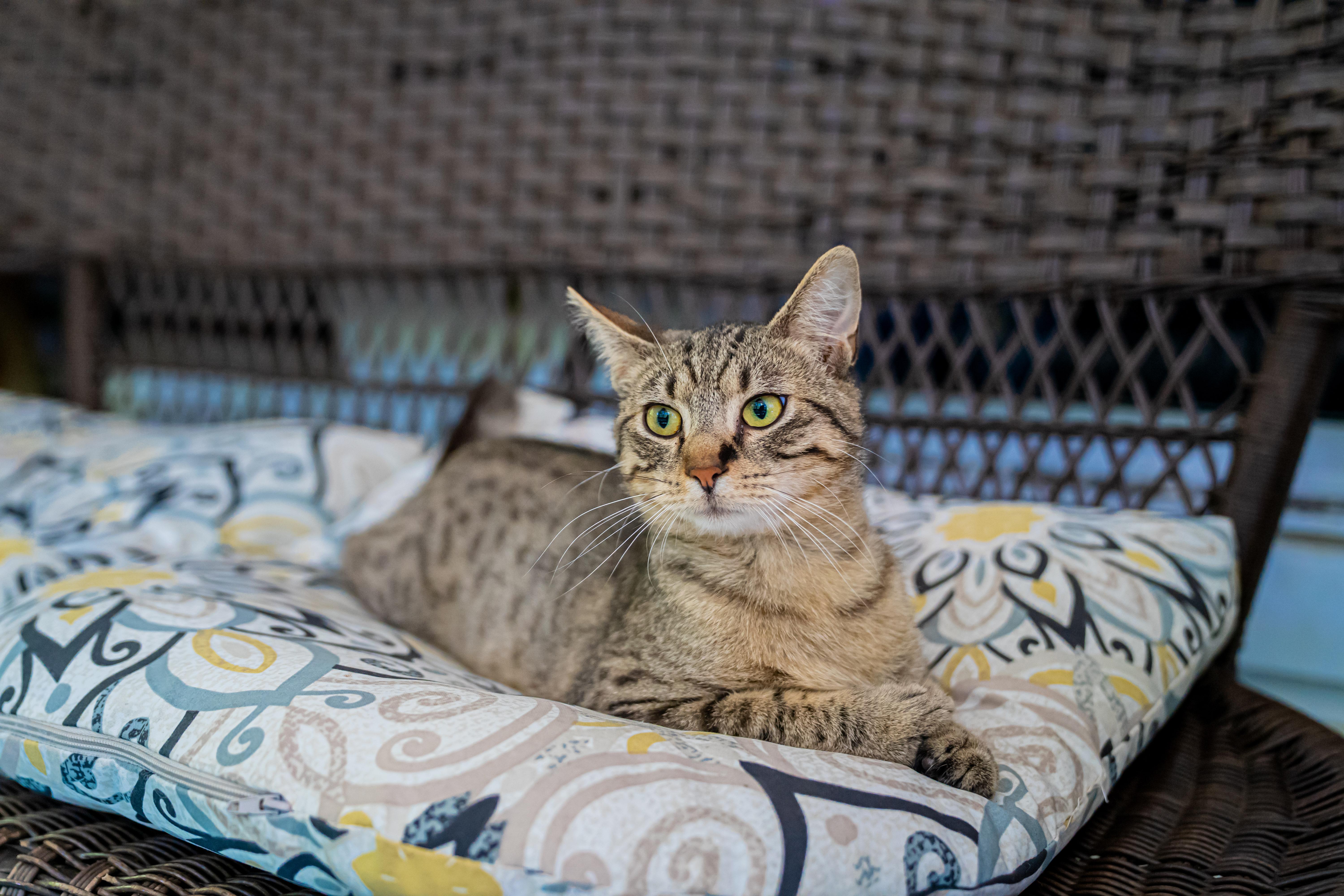 Moon Moon, an adopted Domestic Short Hair in Dellslow, WV image 4/4