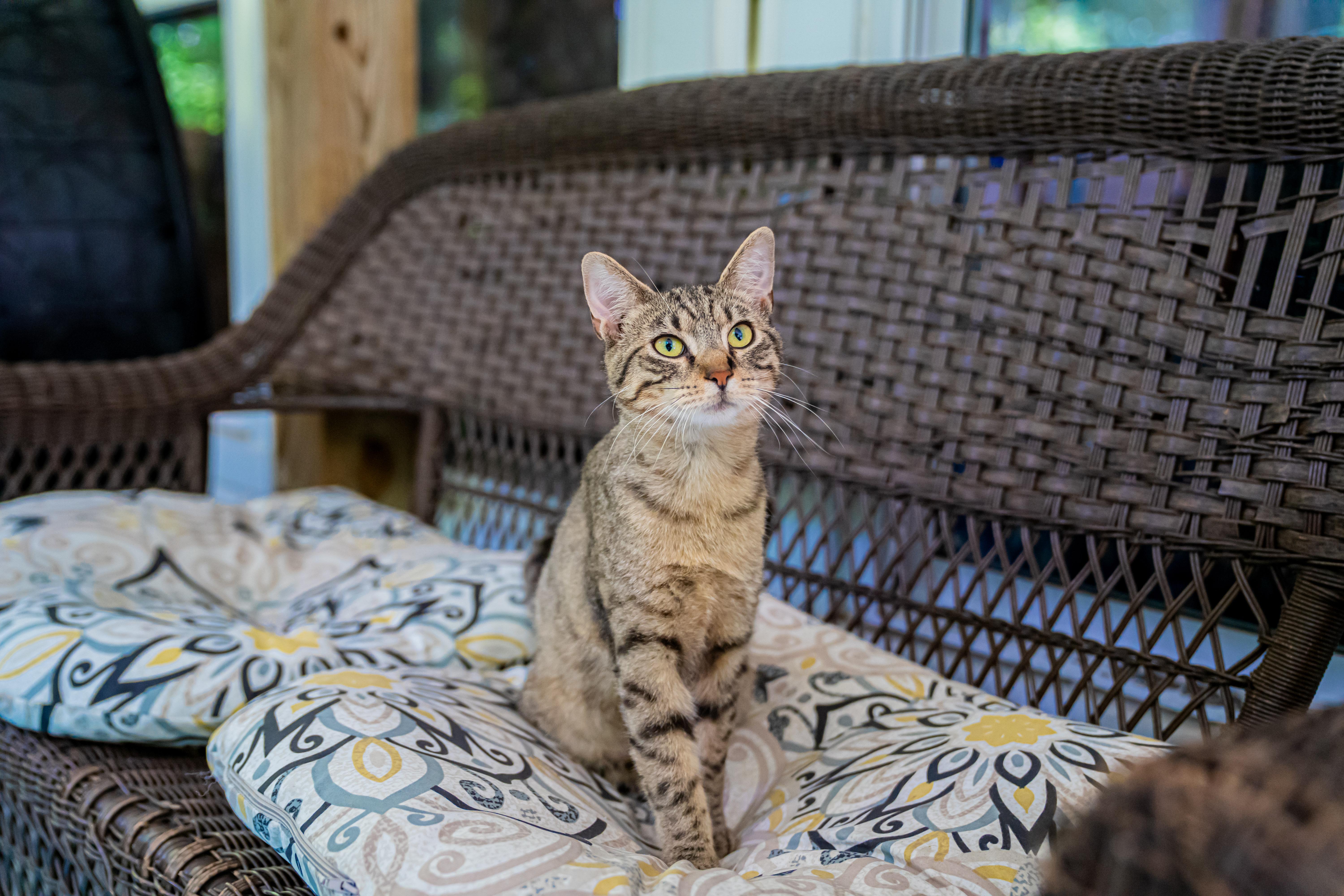 Moon Moon, an adopted Domestic Short Hair in Dellslow, WV image 3/4