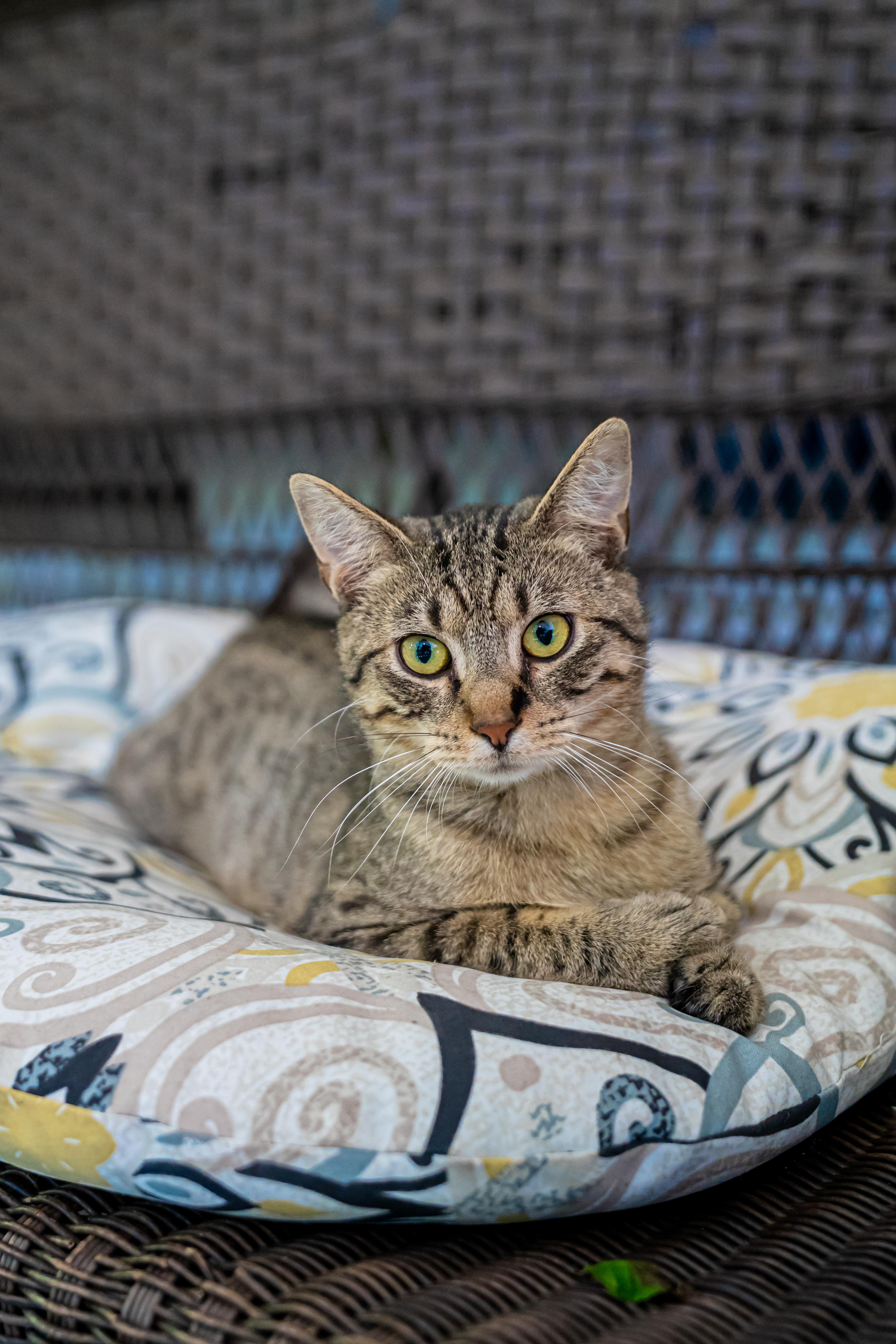 Moon Moon, an adopted Domestic Short Hair in Dellslow, WV image 2/4