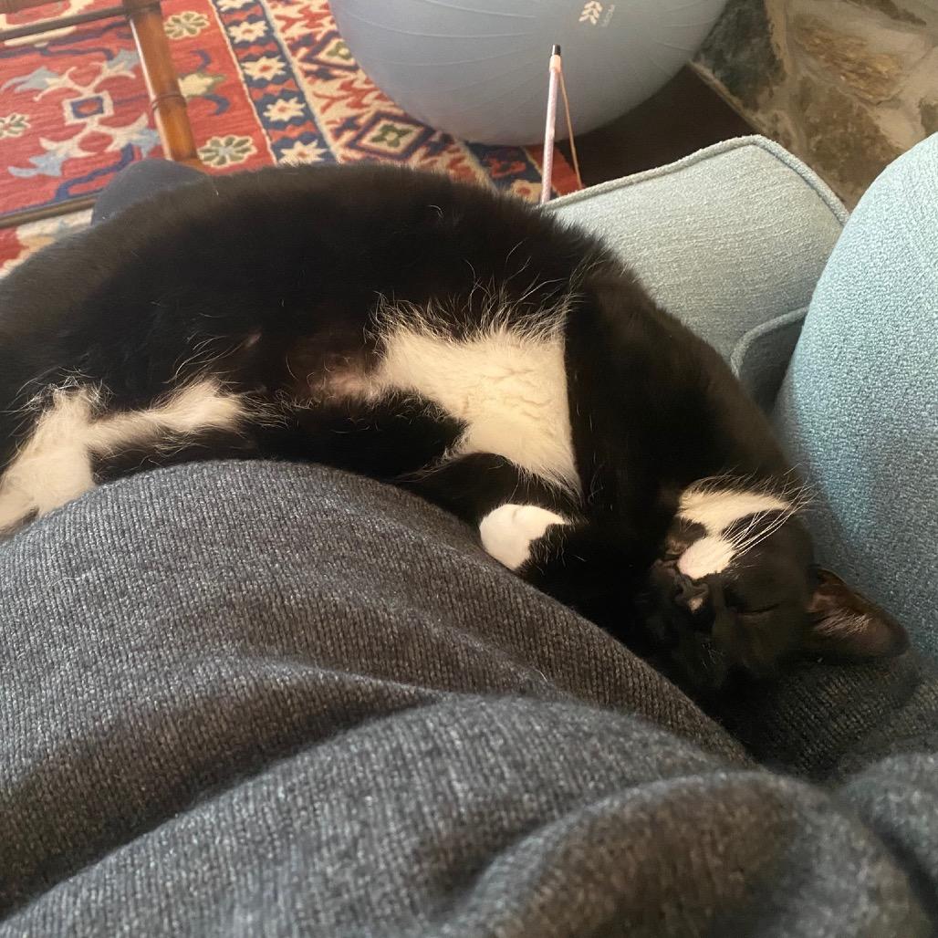 Pecan, a Adoptable Domestic Short Hair in Silver Spring, MD image 1/4
