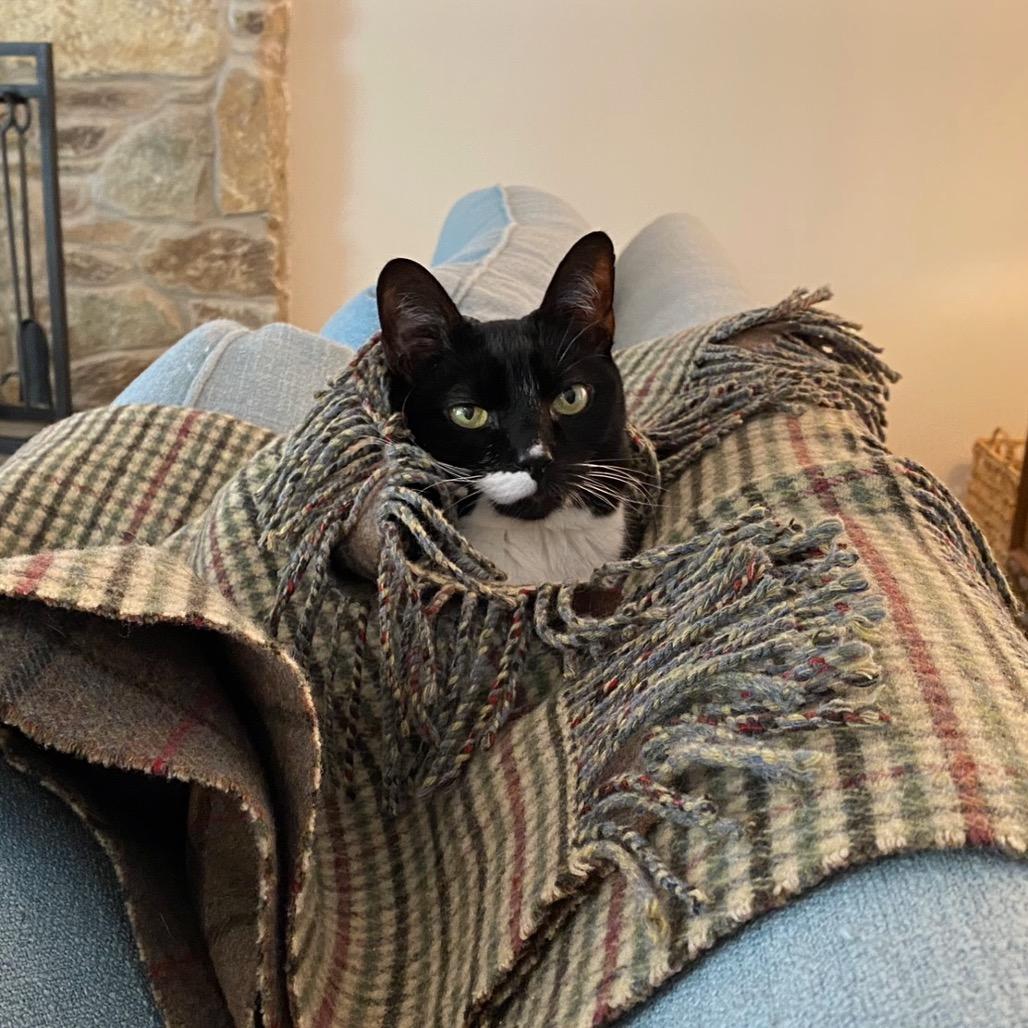 Pecan, a Adoptable Domestic Short Hair in Silver Spring, MD image 2/4