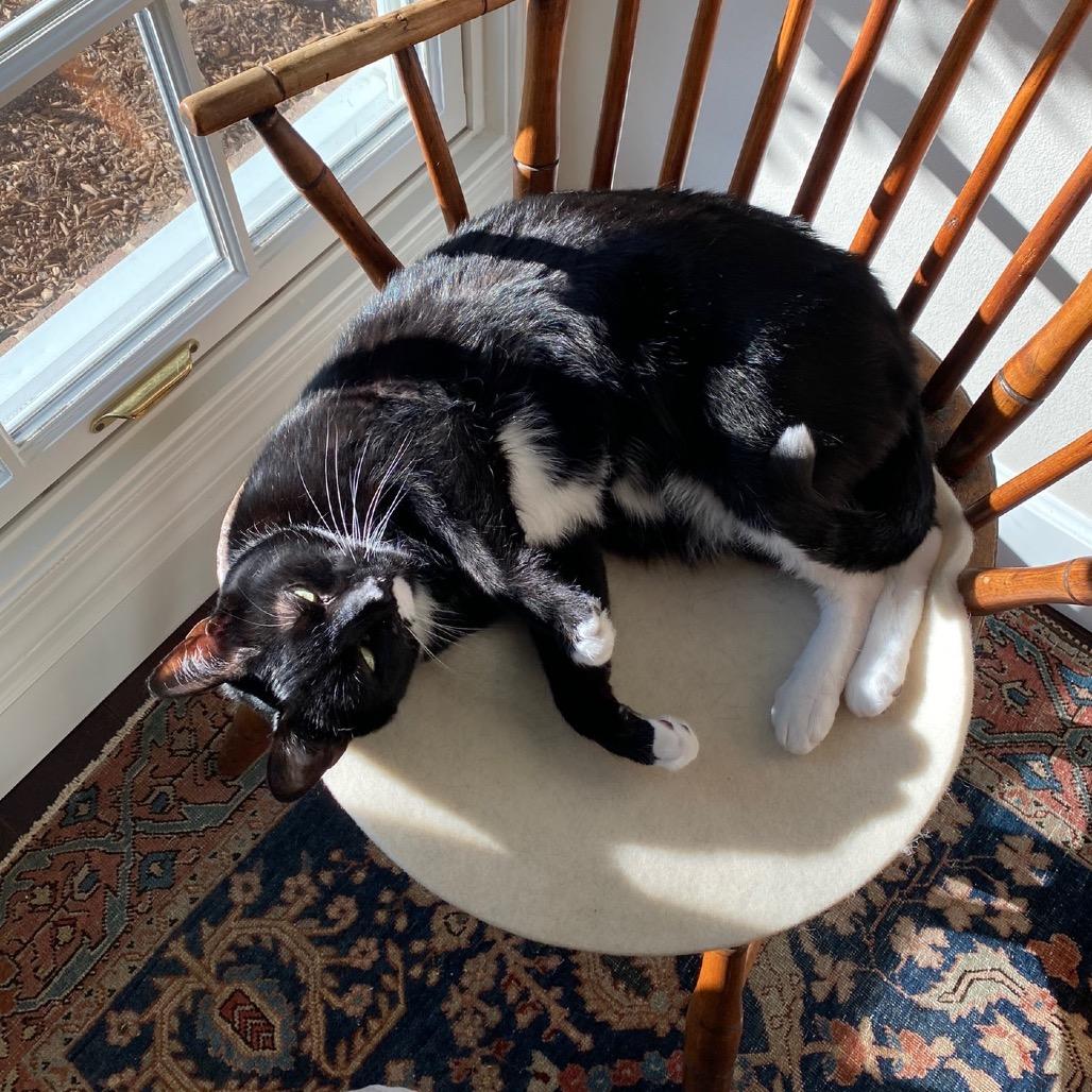Pecan, a Adoptable Domestic Short Hair in Silver Spring, MD image 3/4