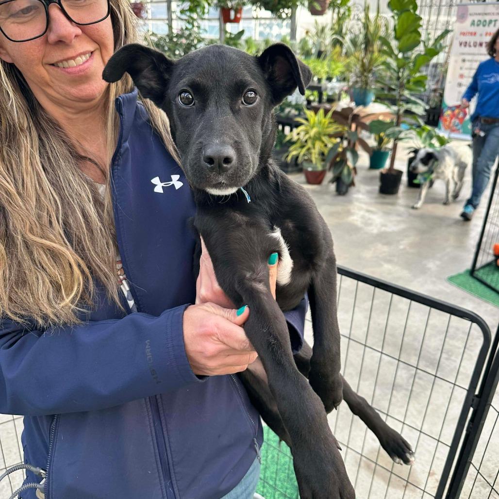 Ernesto, a Adoptable mixed breed in Griswold, CT image 1/6