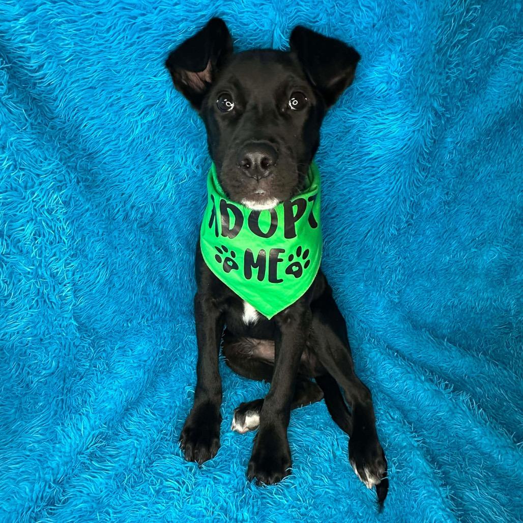 Ernesto, Adoptable, Puppy Male Labrador Retriever & Pit Bull Terrier.