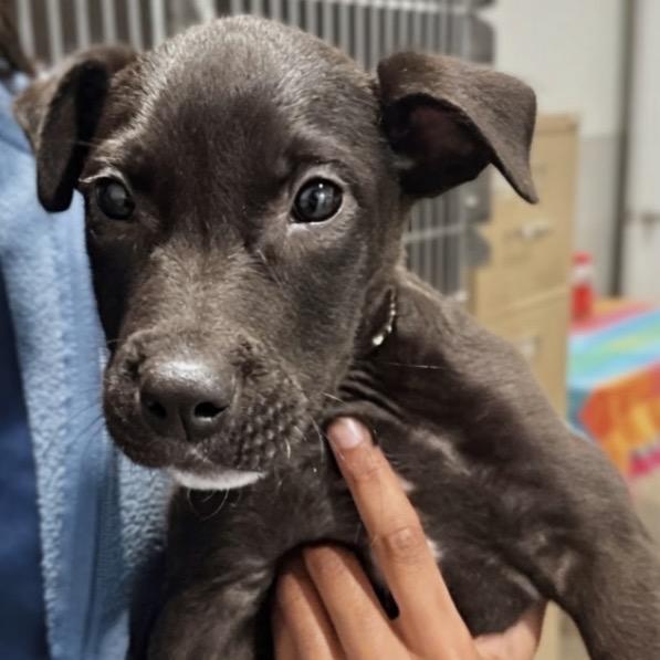 Ernesto, a Adoptable mixed breed in Griswold, CT image 2/6