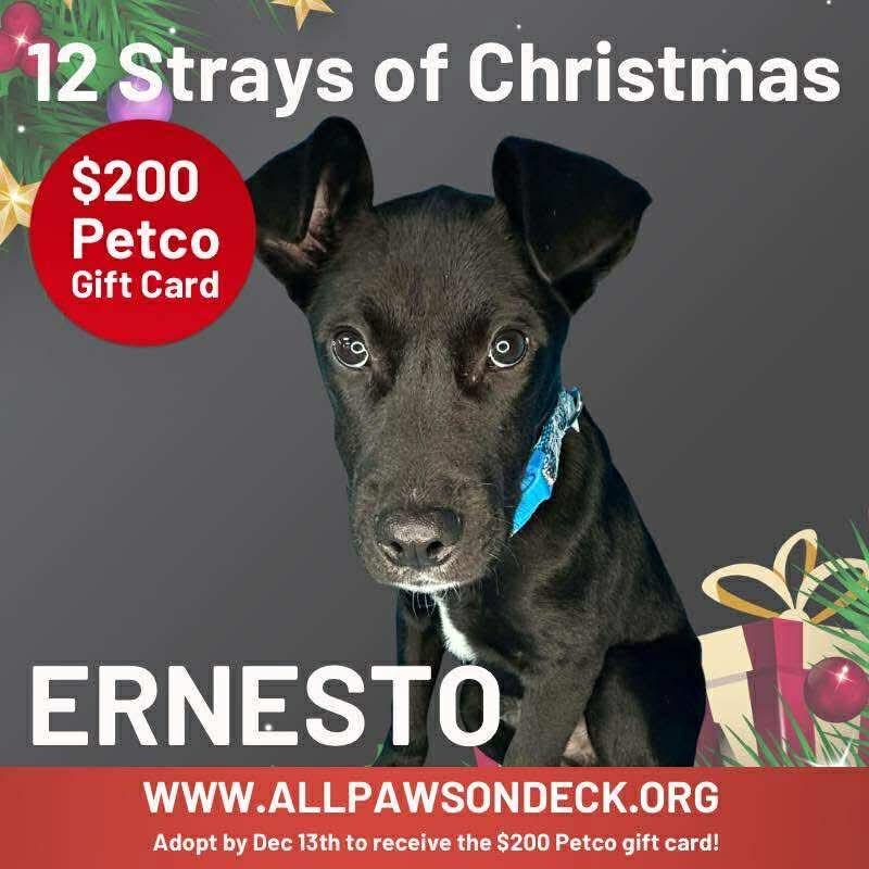 Ernesto, a Adoptable mixed breed in Griswold, CT image 3/6