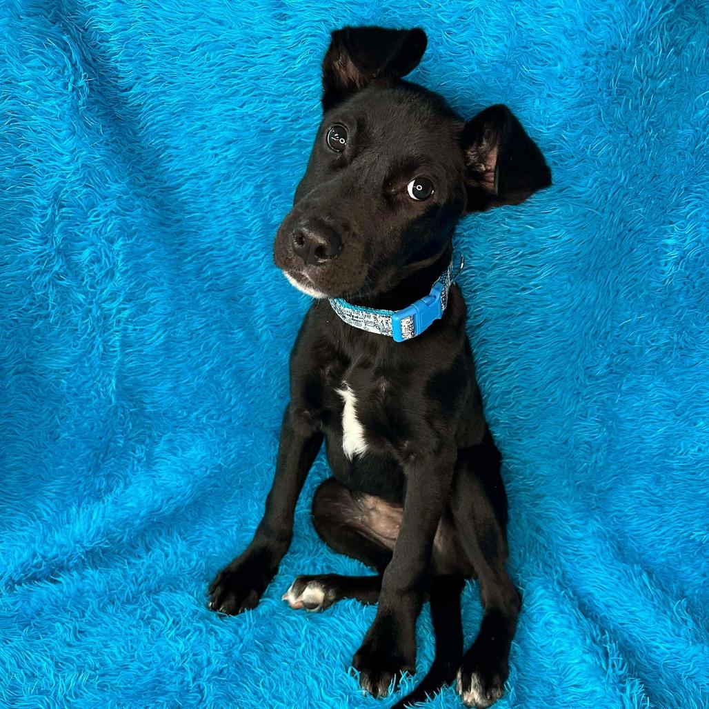 Ernesto, a Adoptable mixed breed in Griswold, CT image 4/6