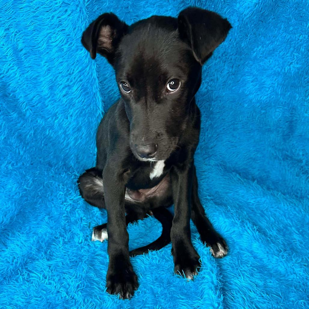 Ernesto, a Adoptable mixed breed in Griswold, CT image 5/6