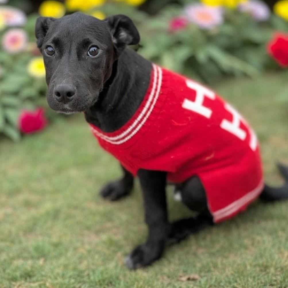 Ernesto, a Adoptable mixed breed in Griswold, CT image 6/6