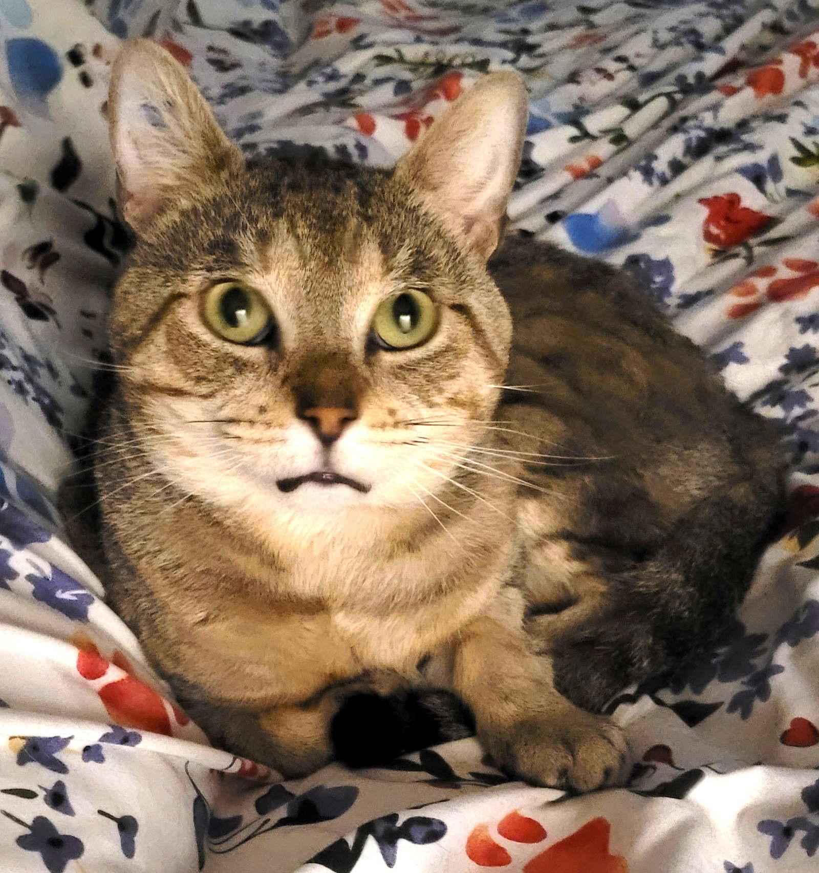 Enlarge Miles (FIV+), a Adoptable Domestic Short Hair in Trenton, NJ image 1/3